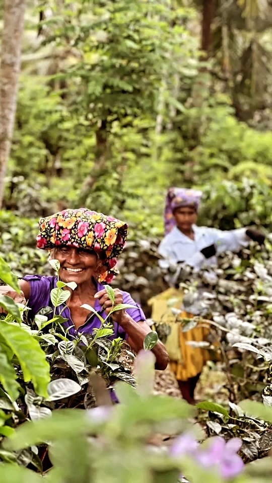 A walk in the Neighbourhood
@goodvibesvillas
#srilanka #discovery #travel #nature #teaplantation #galle #unawatuna #traveltour #smile #holiday