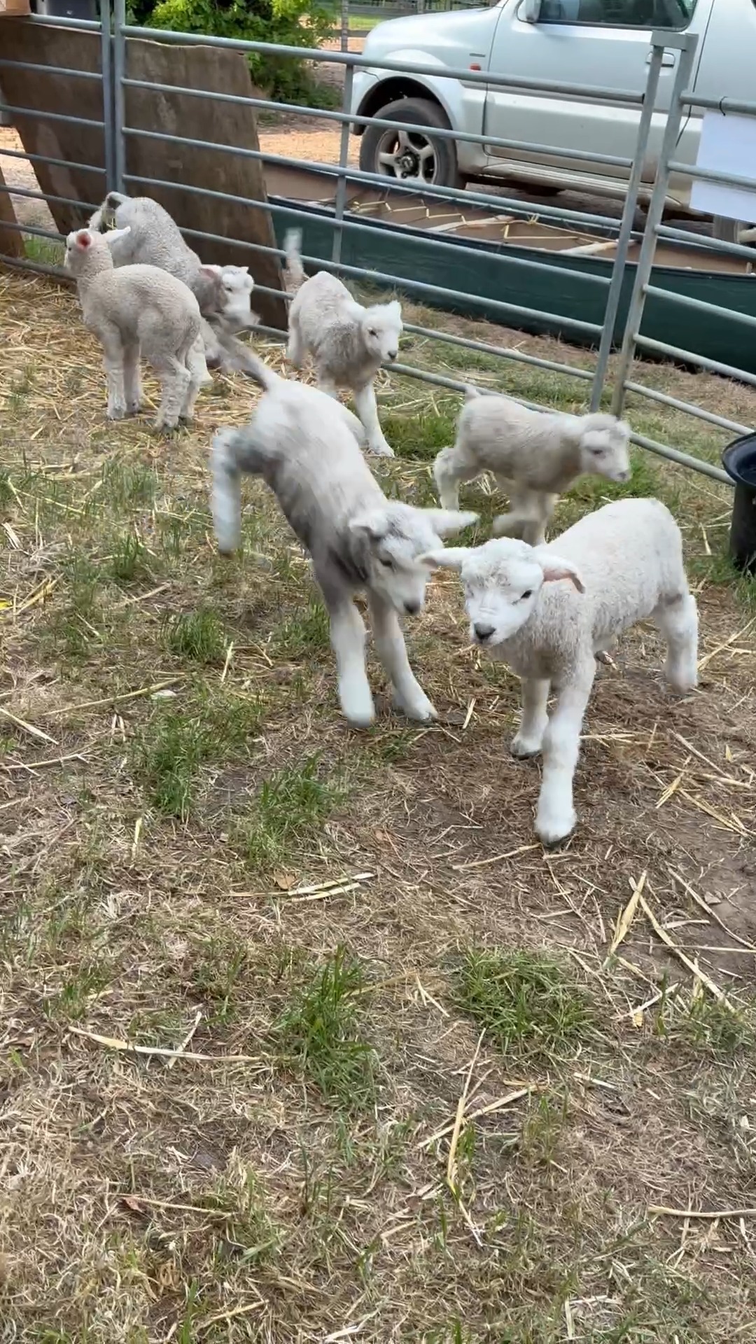 Round up your flock, head over to The 3 Brewers and meet the new tenants at the farm. The Baa is open this Saturday, serving great beers, soft drinks and choc brownies. Cuteness in abundance*, and that's just the staff.
Saturday opening 11 till 5.
Sunday and Monday - haven't decided yet. Watch this space for a decision after a long awaited period of procrastination.
See y'all soon
The 3 Brewers of St Albans
(* absolutely no guarantees of this)