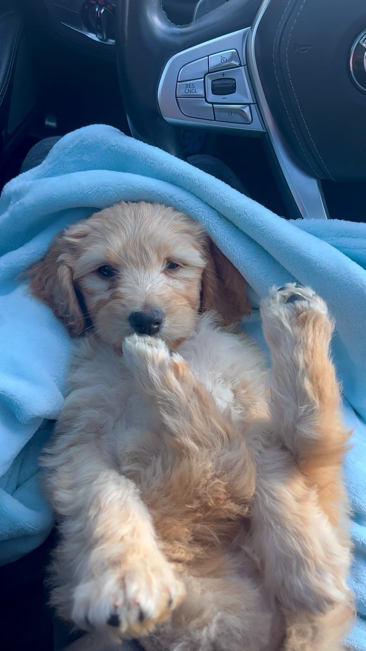 Dogs come into our lives and teach us true unconditional love 🤍
.
.
.
.
.
.
#doglife #goldendoodle #goldendoodlepuppy #dogsofinstagram #goldendoodlesofinstagram #lovedogs #dogsarelife