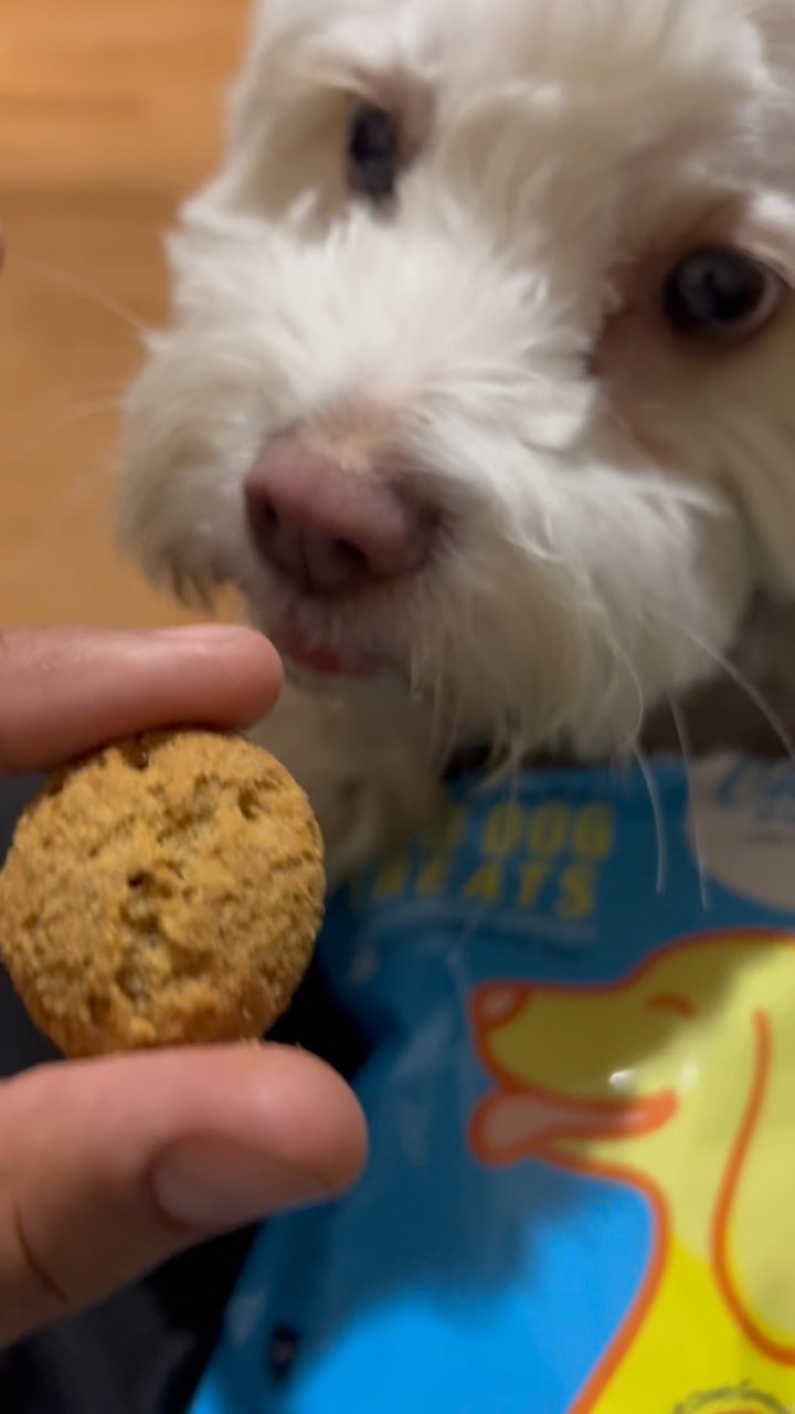 Keep Your Pup Calm and Happy with TheChillPup.com Dog Treats
🐶🐾Is your furry friend anxious or stressed? Do they have trouble sleeping or suffer from separation anxiety? TheChillPup.com has the perfect solution for you and your furry companion! Our all-natural, vegan dog treats are specially formulated to help calm and relax your pup, promoting a happier and healthier life.
🫶🐶🫶
Made with carefully selected ingredients such as almond butter, apples, and coconut oil, our treats are designed to soothe and calm your dog’s nervous system. They’re also free from harmful additives, preservatives, and artificial flavors, making them the perfect healthy snack for your furry friend.
Order now and give your pup the gift of relaxation and happiness! Visit TheChillPup.com and get 10% off your first purchase with the code CHILL10. Your pup will thank you!