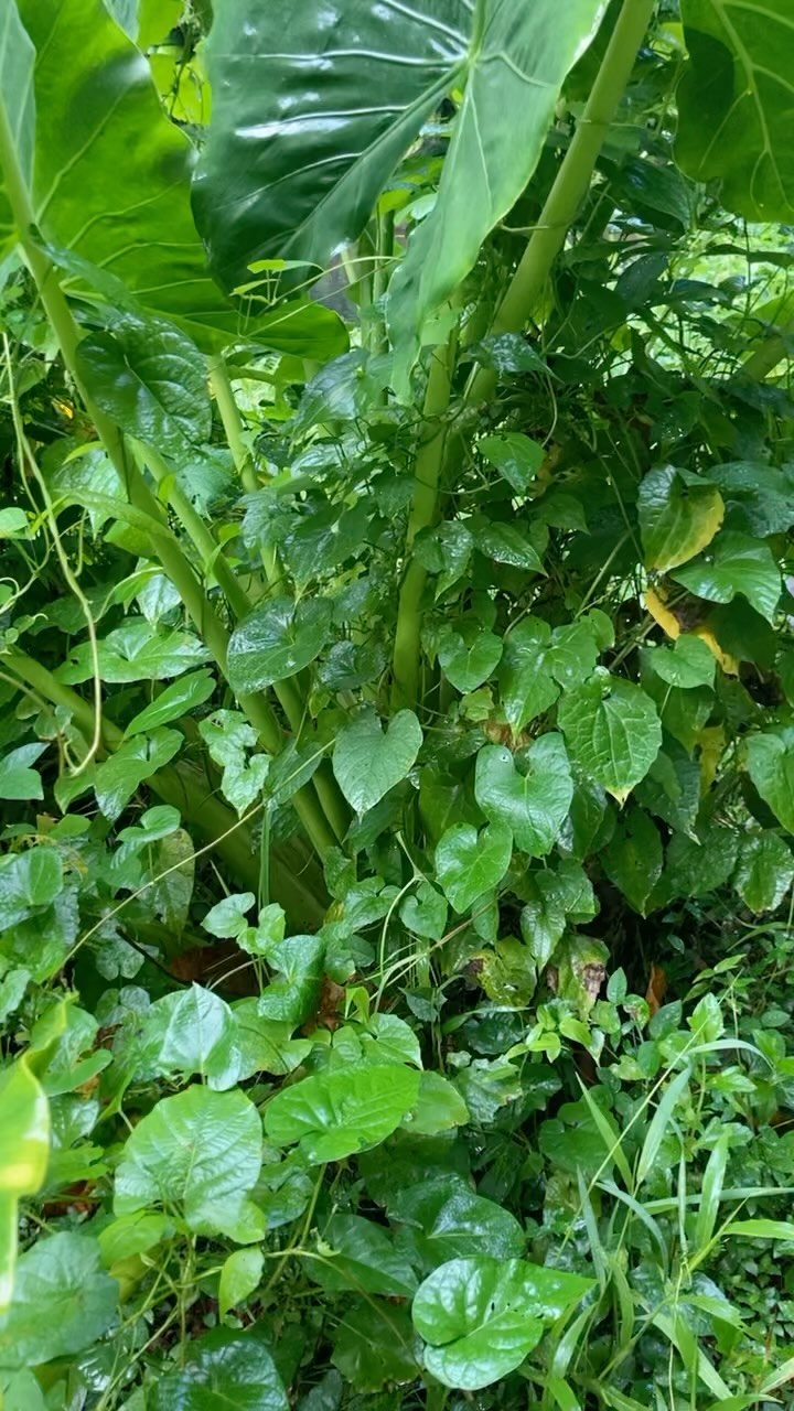 #mothernature #tropicalriver