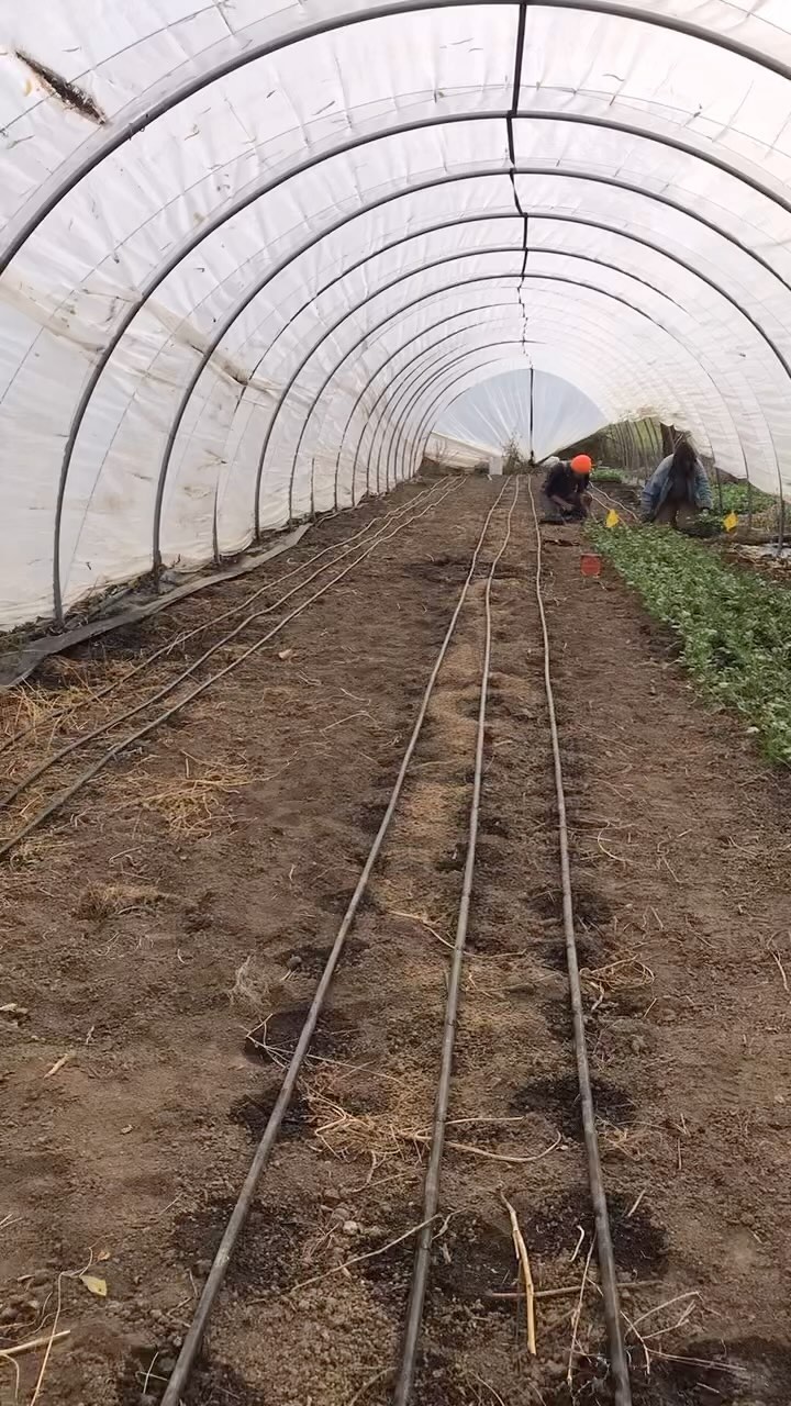 Dahlias out; ranunculus in! š¤