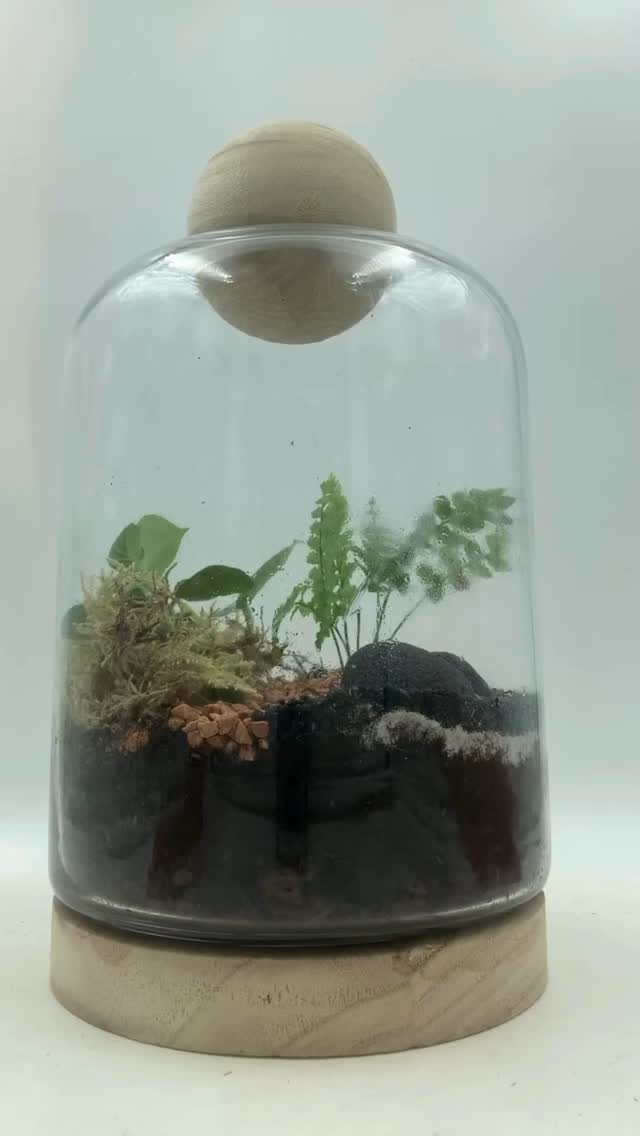 Le terrarium c’est un jardin miniature agencé dans un contenant en verre. Parfaitement autonome, il ne nécessite qu’un ou deux arrosages/an.
#orvegetal #artisanfleuriste #fleuristepau #terrarium #plantefacile