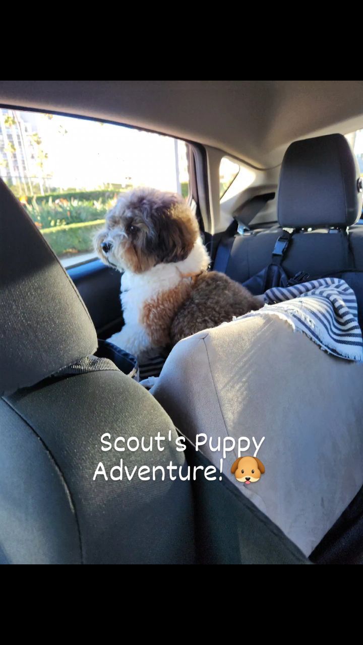 Scout's parents asked me to take him out on what they call "a puppy adventure," so I did just that. We went to Fashion Island, followed by a nearby park. Scout had a lot of fun! Thank you @hauteeverything_
Check out my Half Day Pet Sitting services to see how I can help create "a puppy adventure" for your dog.
www.fourpawsandexotics.com