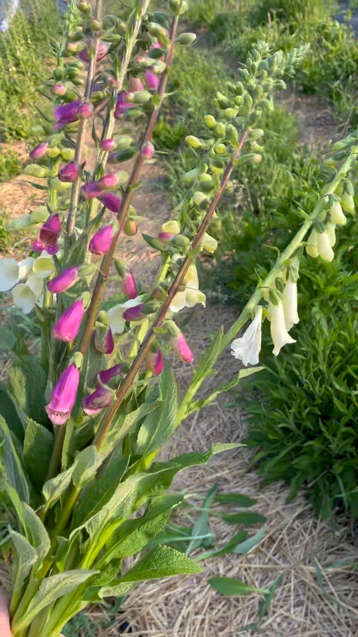 ~ blooms of the week ~
This week’s blooms feature long stem foxglove and coral charm peonies. Choice of small $35, or large $50. Preorder by Friday 10am for pickup Friday/saturday @savvy.flesherton @susansdeli @floragreygrows OR @heartwood_home. Delivery options available. DM for details or to order 💅
#greycounty #localflowers #flowerfarmer