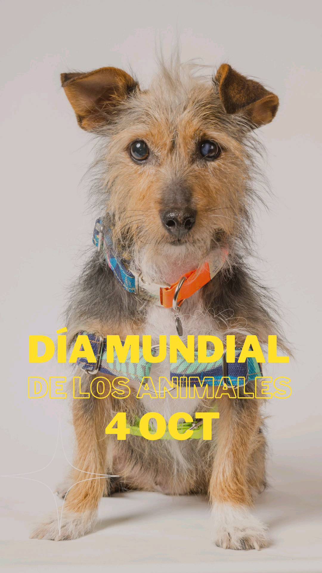 Porque toda patita que deja su huella en esta tierra merece respeto, amor, cuidado y ser valorado 🐾🐾🤍💪🏻
Para nosotras que vivimos este mundo donde nuestros wawis son respetados y muy amados!!! Ustedes nos lo demuestran a diario con sus fotos y mensajes sobre sus wawis, su preocupación en su bienestar es emocionante y hermoso💗
Este día se celebra para promover que ese mismo amor y cuidado que tienen nuestros wawis, se incremente y llegue a cada criaturita en este mundo 🐾🤍 con algo de perseverancia las nuevas generaciones harán esto posible 🙌🐾💗
#diamundialdelosanimales
Video: Peta