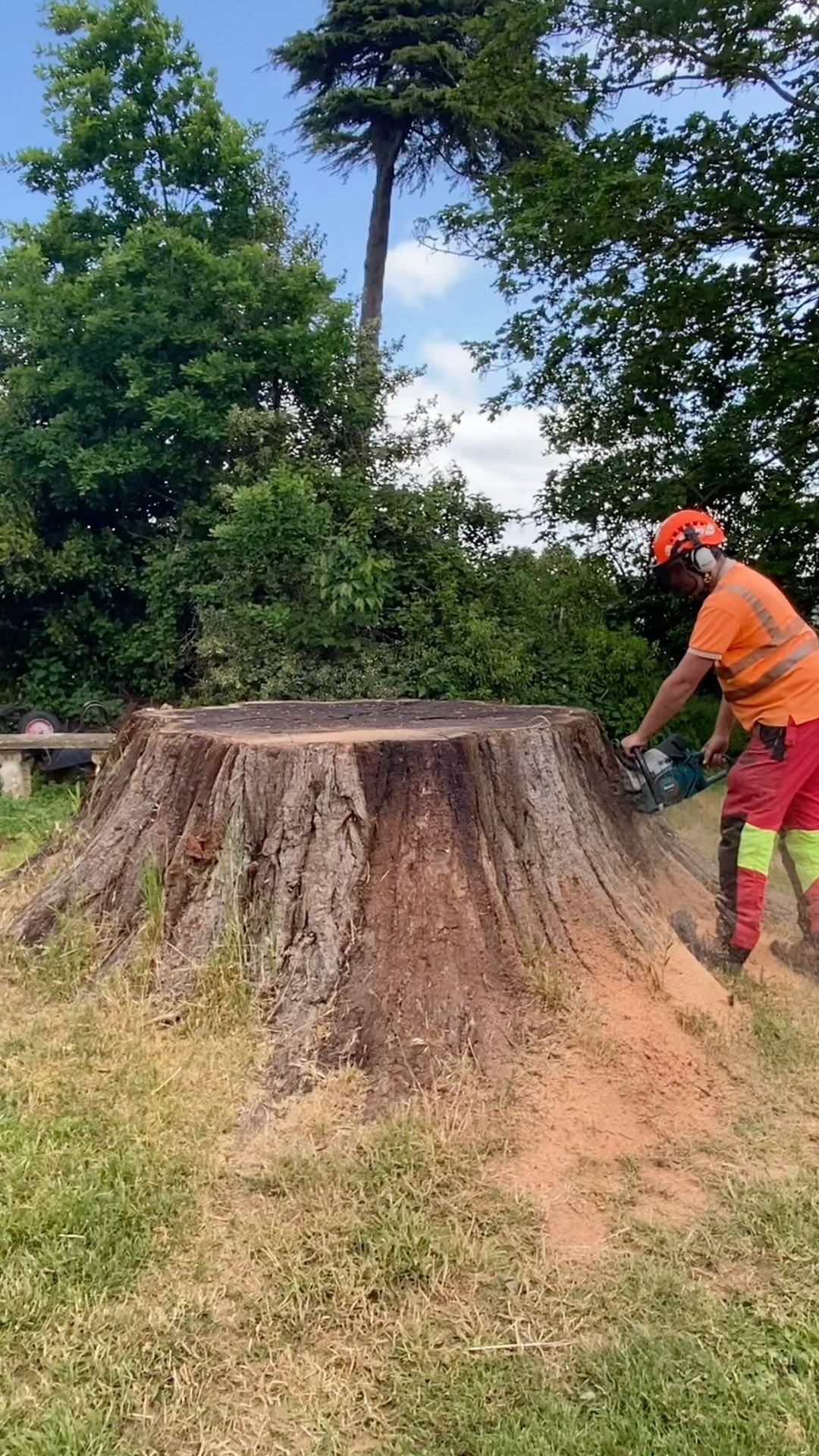 Throwback to last year when asked to remove a massive Wellingtonia or Giant Sequioa stump from a property near Dymock.
From the photo it looked 7ft diameter β¦β¦ which it was β¦β¦ 3ft above the ground π³ the final diameter measured in at 19ft wide!!
The @predatorpower #p50rx managed in a day with great work from Jack on the Telehandler moving the grindings and timber π
#stumpgrindingservices #predatorstumpgrinder #hugestump #throwback #throwbackthursday #nojobtoobigortoosmall #arbwork #treesurgery #arboristsofinstagram #treework #wellingtonia #giantsequoia