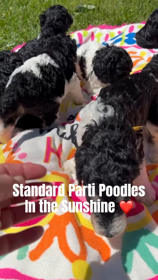 Our Standard Parti Poodles, love the sweet sunshine! We have four available beauties and they are four weeks old today @ Elevated Standards NC Ferguson, NC 336-902-3551
#standardpoodlepuppy ##standardpartipoodle #puppylife #availablepuppies #standardpoodlesoftiktok #puppylover #puppytiktok #standardpoodle #standardpoodlesofinstagram
