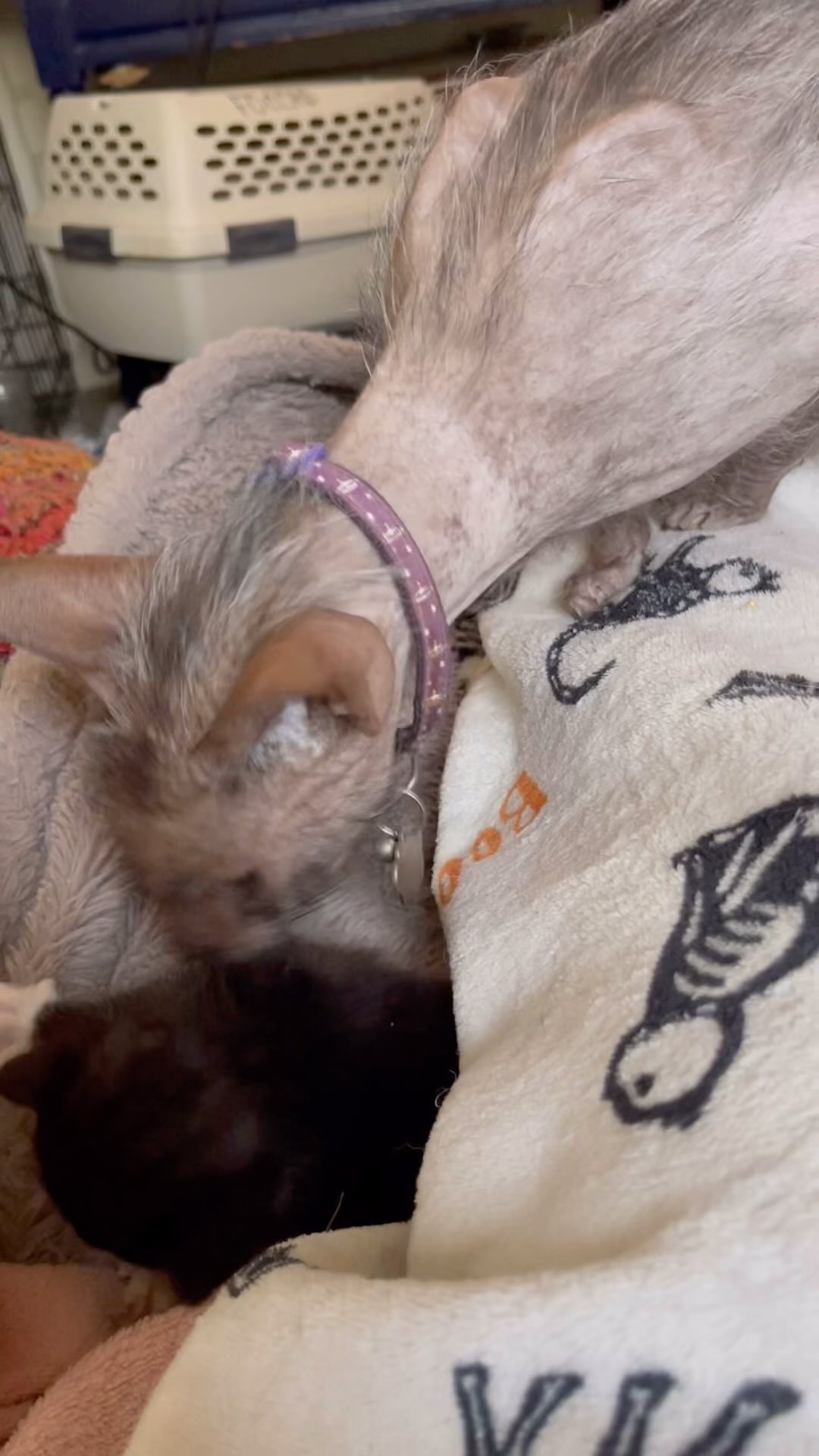 Easiest foster ever.
3 weeks old and is eating and eliminating on his own!