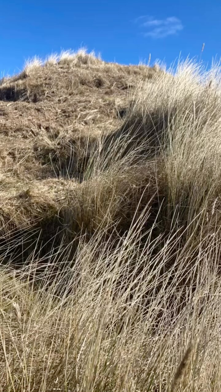 #discarded_butnot_forgotten container #patina style in a field in #sutherland. It had a beautiful surface and natural lichen mixed with faded and blistered paint. Great inspiration for knit design and colour combinations. #wearrealfleece
.
.
.
.
.
#texturedinspiration #metalsurfaces #texturesurface #fragileearth #earthtones #exploreplaces #urbanexplorer