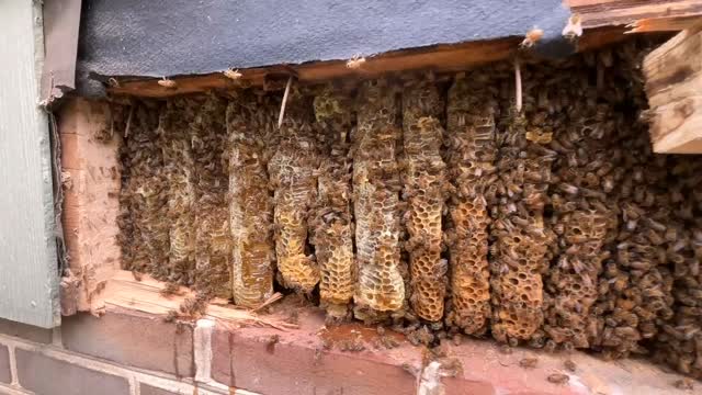 Dedicated beekeepers!!!