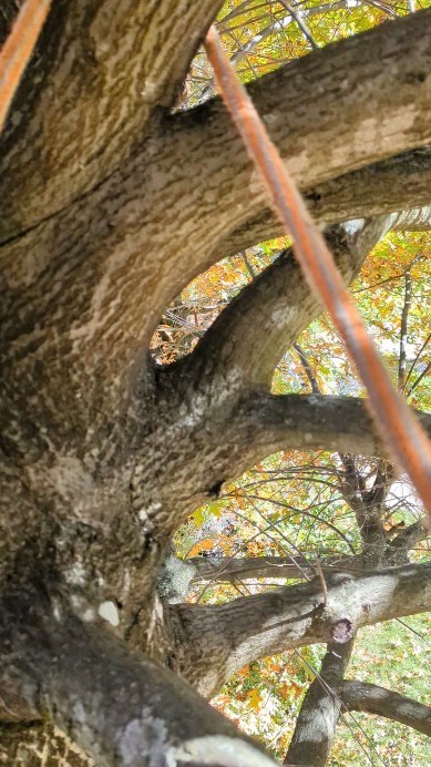 Dreaming of early fall oak prunes #treeservice #treeremoval #treepruning #stumpgrinding #arboristsofinstagram