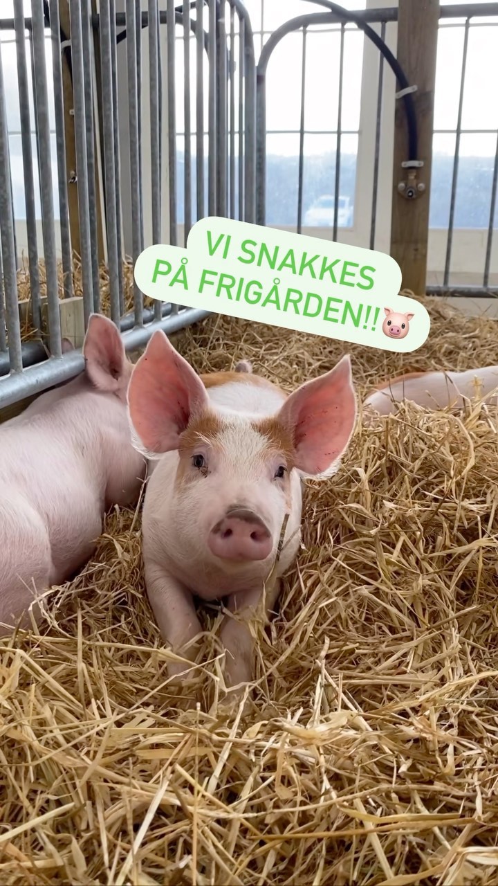 Kvelden før kvelden💥 Vi snakkes på Frigården i helga🤗