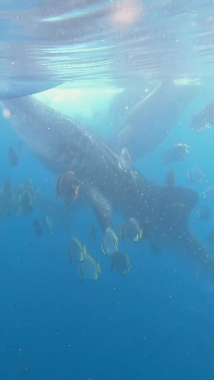 ⚡️🦈 New #sharkscience in the journal of #biologicalconservation 🦈⚡️
We estimated the energetic cost of whale shark tourism in Oslob, Philippines 🌏
Read more here: https://doi.org/10.1016/j.biocon.2023.110164