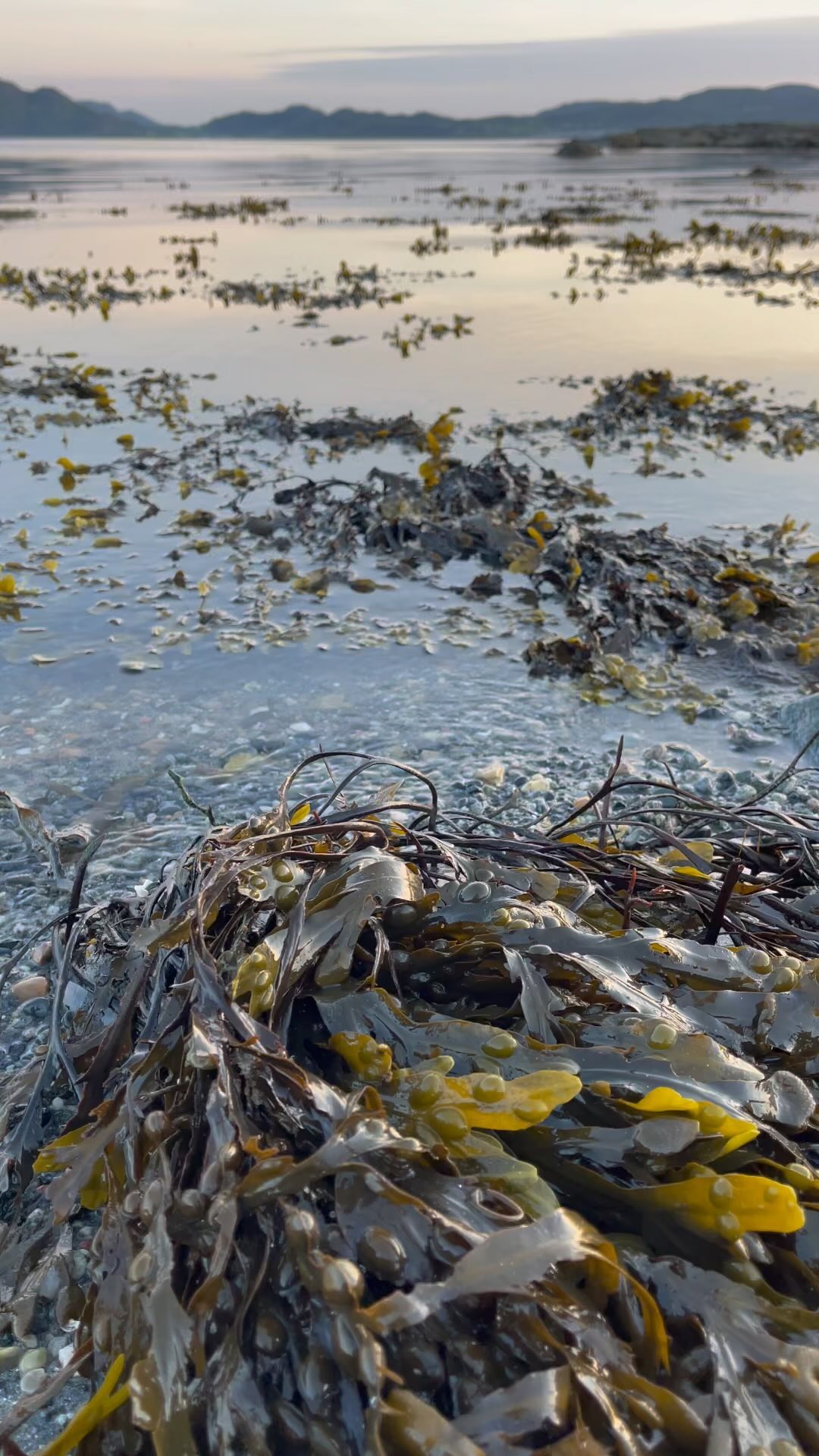 Seaweed on a magical summer night 🌿🧡
#seaweedlove #natureproducts #sjobjorgofnorway #madeinnorway