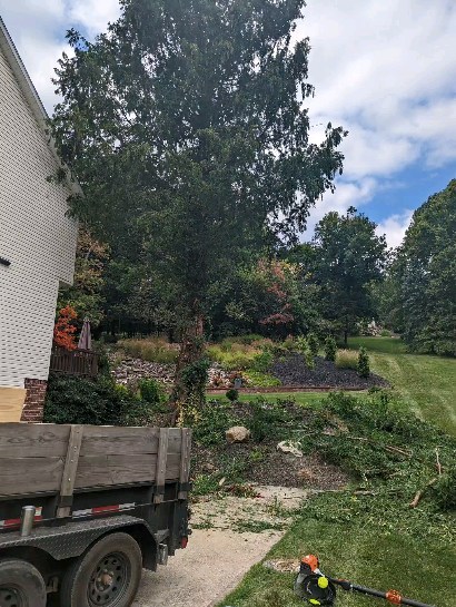 Removing some lower limbs makes climbing and setting the rope for felling easier. #treeservice
#treeremoval #treepruning #arboristsofinstagram #arborist