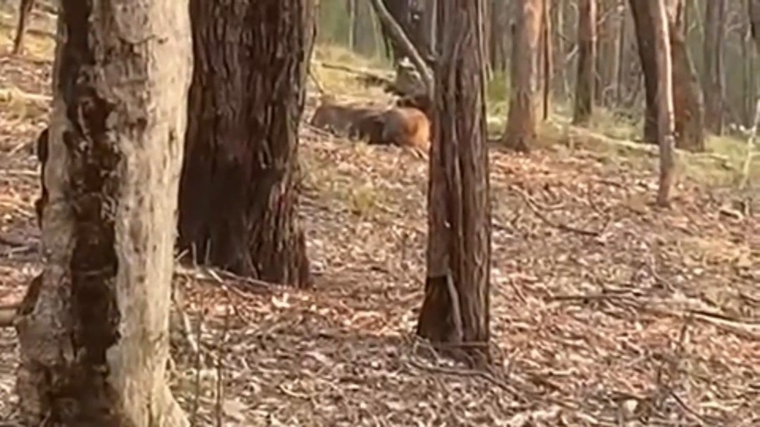 Romantic Wombats in Waring season. When checking the camera traps set for fox monitoring, two very large healthy wombats were seen moving fast, one following closely behind the other, tracing circles and figure eights between the trees. The camera traps revealed they’d been playing follow-the-leader for days. Later it became clear what was going on... It’s extremely rare to witness wombats mating and healthy wombats usually take off the minute a human comes close, but these two were so engrossed that they ignored or didn’t notice the humans.
#privatelandconservation #conservation #australianwildlife #protectnature #landcarevictoria #biodiversity #wombats