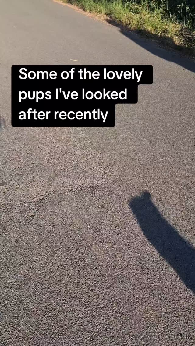 Some of the lovely pups I've looked after recently
#dogboarding #staffordshire #hednesford #dogdaycare #cannock #dog #dogwalk #dogs