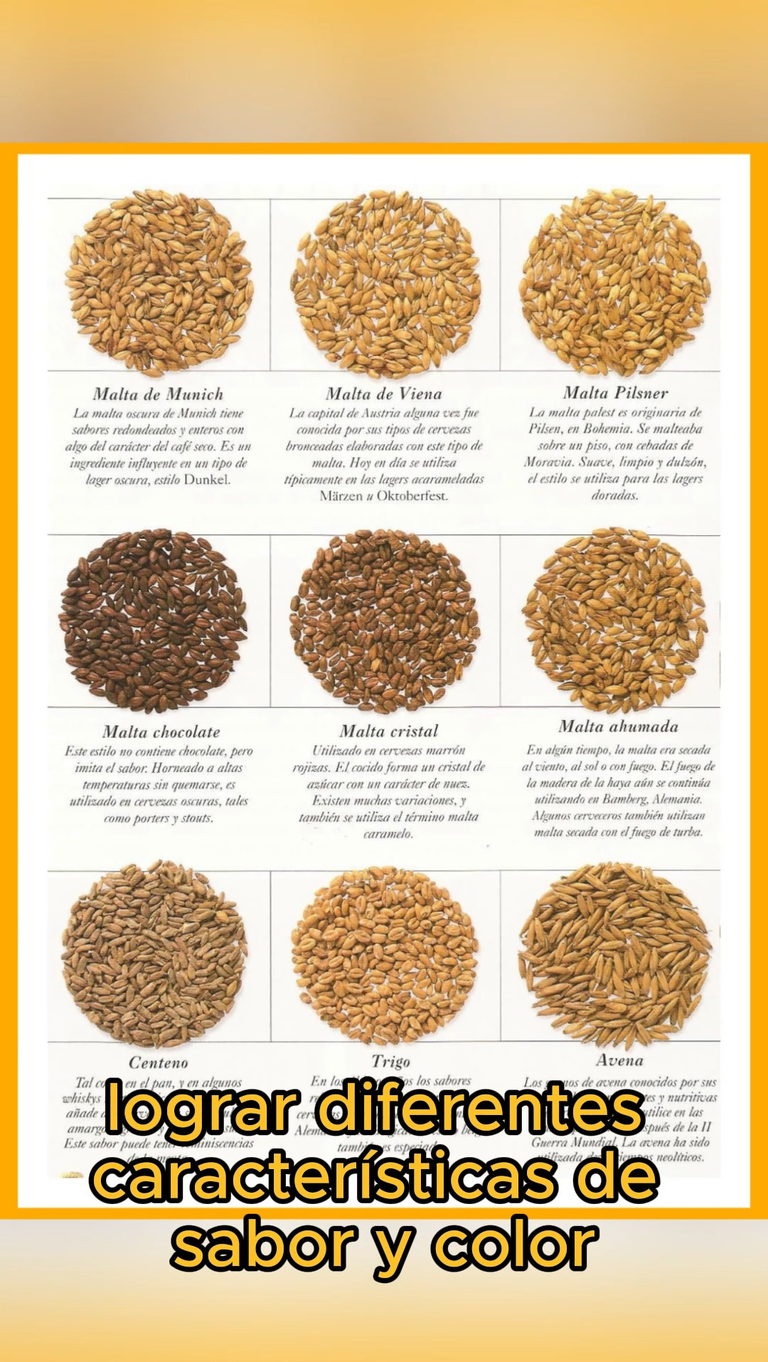 La malta es un ingrediente fundamental en la producción de cerveza. Se refiere a granos de cereal que han sido germinados y luego secados a través de un proceso conocido como malteado. El cereal más comúnmente utilizado para hacer malta es la cebada, aunque también se pueden usar otros como el trigo, centeno y la avena en menor medida.
El malteado es un proceso crucial en la elaboración, ya que durante la germinación se activan enzimas que luego se utilizarán en la producción de cerveza para convertir los almidones presentes en el cereal en azúcares fermentables. Este proceso de conversión de almidones en azúcares se llama macerado y se realiza antes de la etapa de la cocción de la cerveza.
La malta proporciona varios componentes esenciales para la elaboración de la cerveza, incluyendo azúcares fermentables que las levaduras utilizan para producir alcohol y dióxido de carbono durante la fermentación, así como también proporciona sabor, color y cuerpo a la cerveza. Diferentes tipos de malta pueden ser utilizados para lograr diferentes características de sabor y color en la cerveza final.
#beerscool #beerschool #educacioncervecera #maltadecebada #malteado #cervezaartesanal #cervezamexicana #homebrew