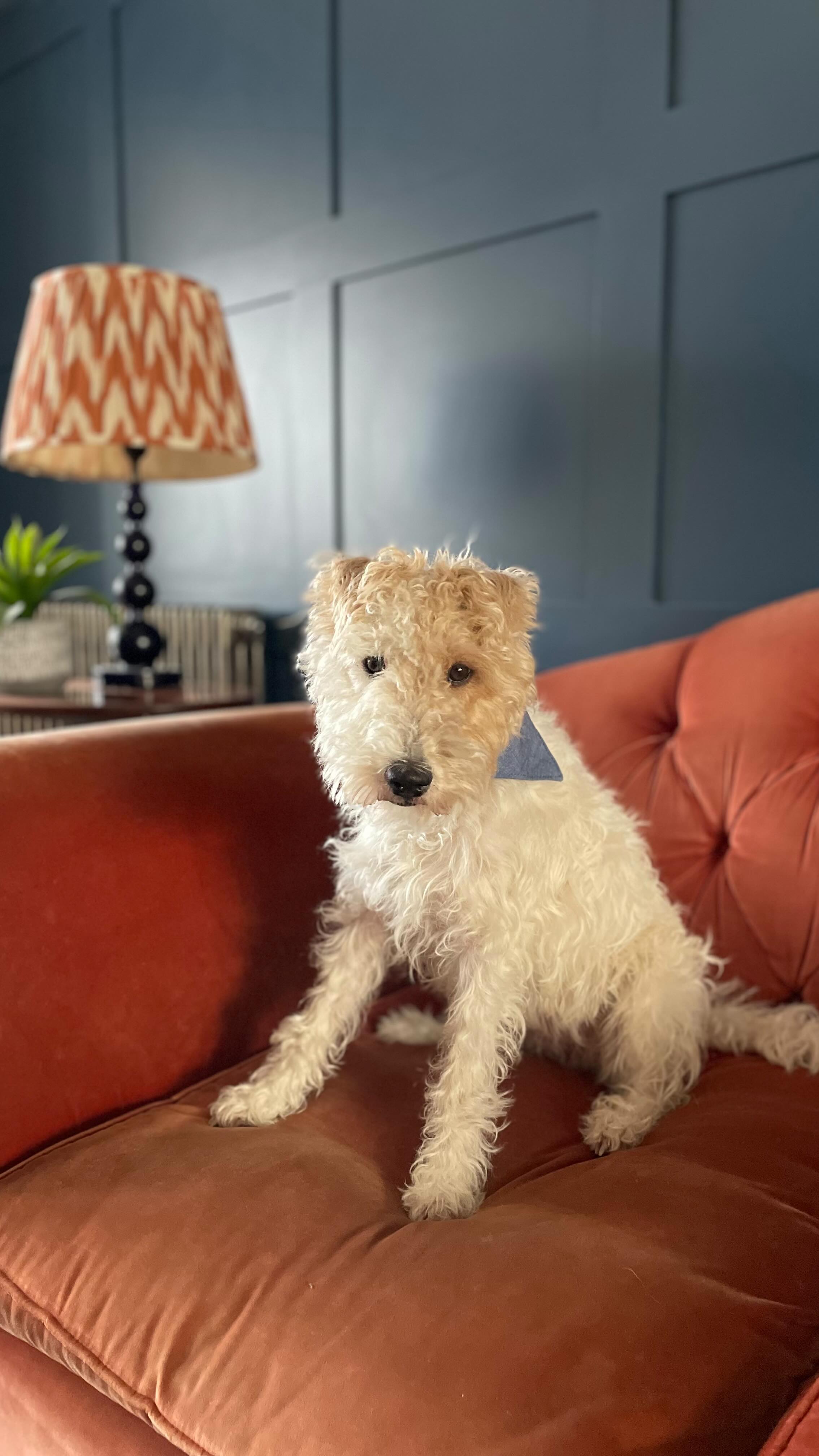 Introducing Libby to Instagram! 🐶
She’s a parson russell terrier with a penchant for tennis balls, postmen, and chasing deer ten times her size!
Here she is with a little look back over 2024.
One dog. One tree. 12 months.
***************************
Bringing a journalist’s eye for detail, nuance and story to copywriting projects for clients in the property and interiors sector.
↠ Website copy
↠ Blog writing
↠ Case studies
↠ Editorial articles
↠ Property brochure copy
↠ Social media posts
↠ Product descriptions
#copywriter
#interiorscopywriter
#propertycopywriter
#contentmarketing
#freelancecopywriter
#interiorswriter
#propertywriter
#interiordesign
#luxuryinteriordesign
#interiors
#designinspo
#dogsofinsta