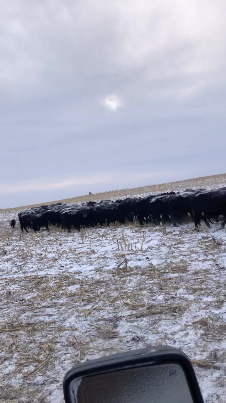 These girls agree…this is the good stuff!
We unroll hay for cattle that are running on stalks in the winter time. The extra hay supplements what they are eating off the stalks especially when the wind is blowing strong. They don’t want to graze the stalks as much when the wind is blowing nasty like it is today.
We unroll hay in a line so everyone has a chance to get to the hay and gets to eat. There will also be less waste this way. We use our @hydra_bed to unroll.
Stay warm everyone! ❄️
#ranchlife #ranchwife #cattle #winter #farmlife #kansasweather #ranchinginthevalley #beef