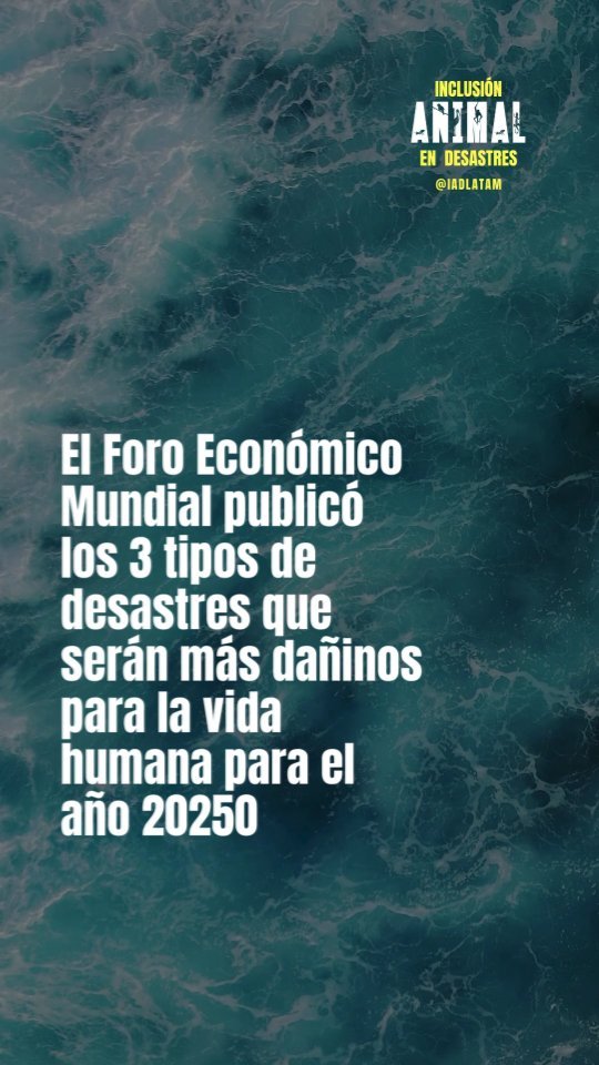 *para el año 2050
.
Este tipo de estudio del @foroeconomicomundial es muy importante para encausar los recursos y políticas públicas de las naciones y asi no sólo aumentar la resiliencia sino también poder reducir la velocidad en la cual el cambio climático se desarrolla.
A pesar del gran valor de este trabajo, es un ejemplo más de la falta de inclusión animal en desastres. Afortunadamente existen otros estudios e instituciones que calculan la pérdida de la flora y la fauna. Sin embargo, parece evidente que mientras existan estas divisiones que nos imposibilitan entendernos como parte de un todo no podremos implementar soluciones que verdaderamente favorezcan a todos.
.
.
.
#animalesendesastres #iad #iadlatam #inclusionanimalendesastres #inclusionanimal #cuidadoanimal #ningunanimalsequedaatras #animal #animallovers #animals #amor #ayuda #proteccion #conservacion #educacion #desastres #desastresnaturales #latina #cambioclimatico #refugioanimal #santuarioanimal #caribe #petsofinstagram #especismo #americalatina