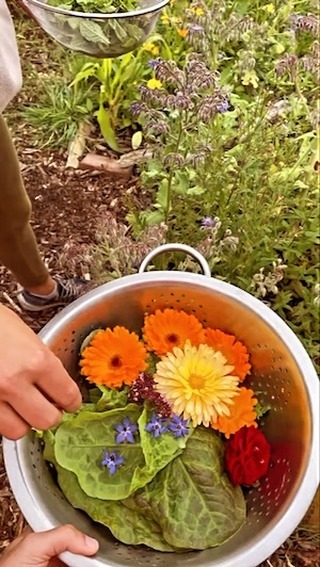 Brandnetels, paardenbloemen, zevenblad, kan jij ze omarmen? Wilde kruiden zijn vaak ongewenst, maar wist je dat ze eigenlijk heel gezond en ook nog eens heel lekker zijn? Verena @naturhexe_verena neemt je mee op een wandelavontuur hier bij Huize Blokland, op zoek naar eetbare wilde kruiden, met aansluitend een heerlijk gezamenlijk bereid en uitgebreid diner. Met de geplukte kruiden uiteraard. Je gaat naar huis met veel kennis, een gevulde maag en meerdere leuke recepten!
Datum: Vrijdag 19 juli, 15 uur tot ong 19 uur
(bij spontane gezelligheid mag je blijven hangen!)
Bijdrage: 44 - 66 euro