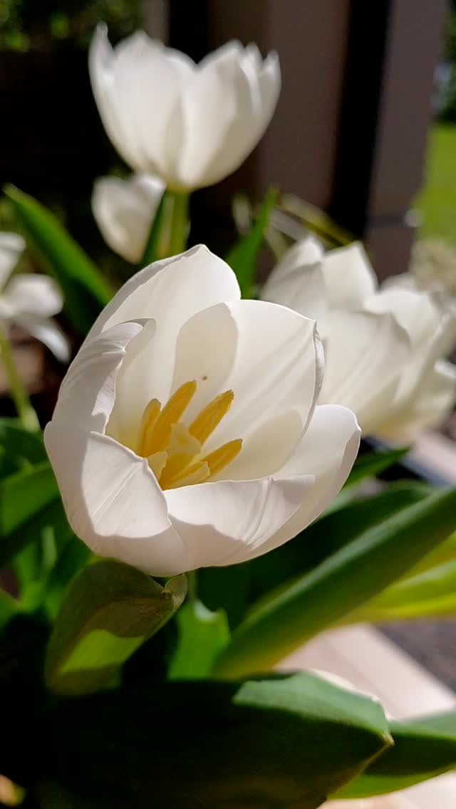 Absolute perfection.
#floraldesign #kznflorist #weddingflowersdecor #weddingflorist