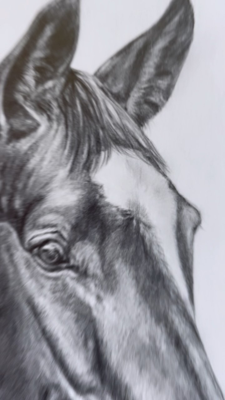 The expression on this horse’s face made her even more of a pleasure to draw. Thank you for commissioning me Jack 🤍