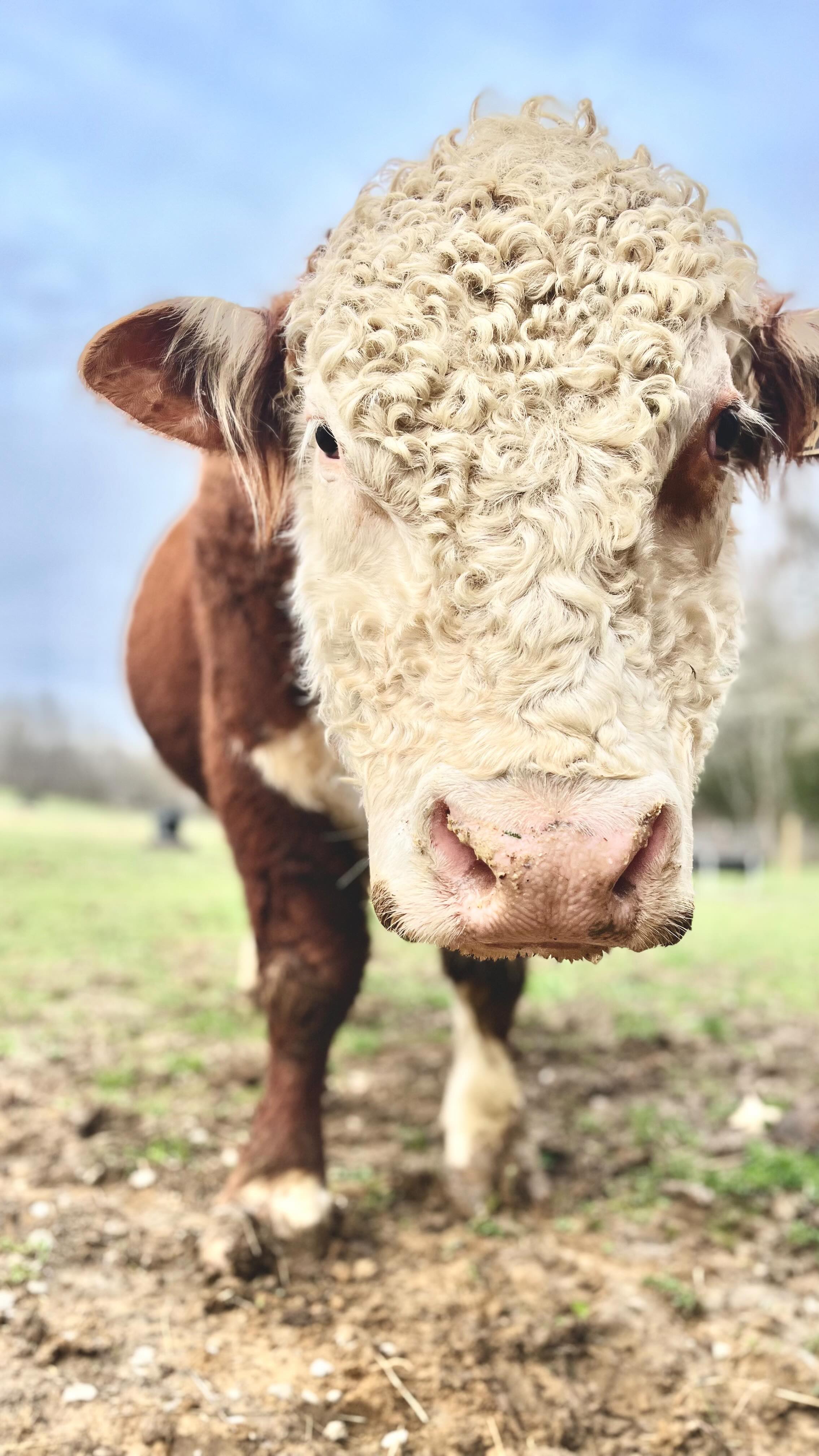 Another day!
#christianfamily #christianfarm #lasater #lasaterhomestead #cuteanimals #cows #herefords #country #ranch #family #babycows #calf #calves #bull #bulls #heifer
