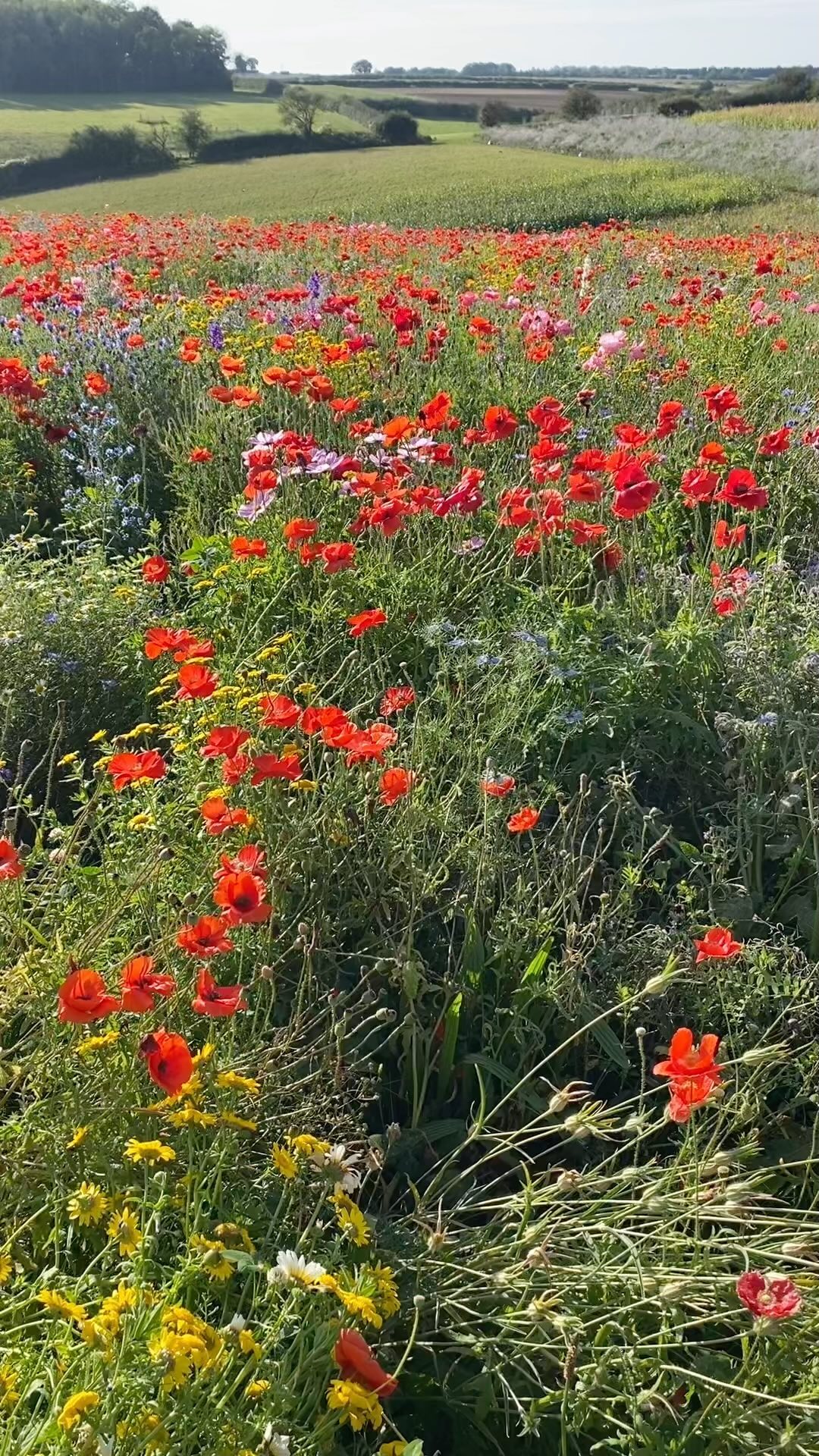 Unbelievably beautiful late meadow #meadows #wildflowers #englishcountryside #poppies #englishmeadow