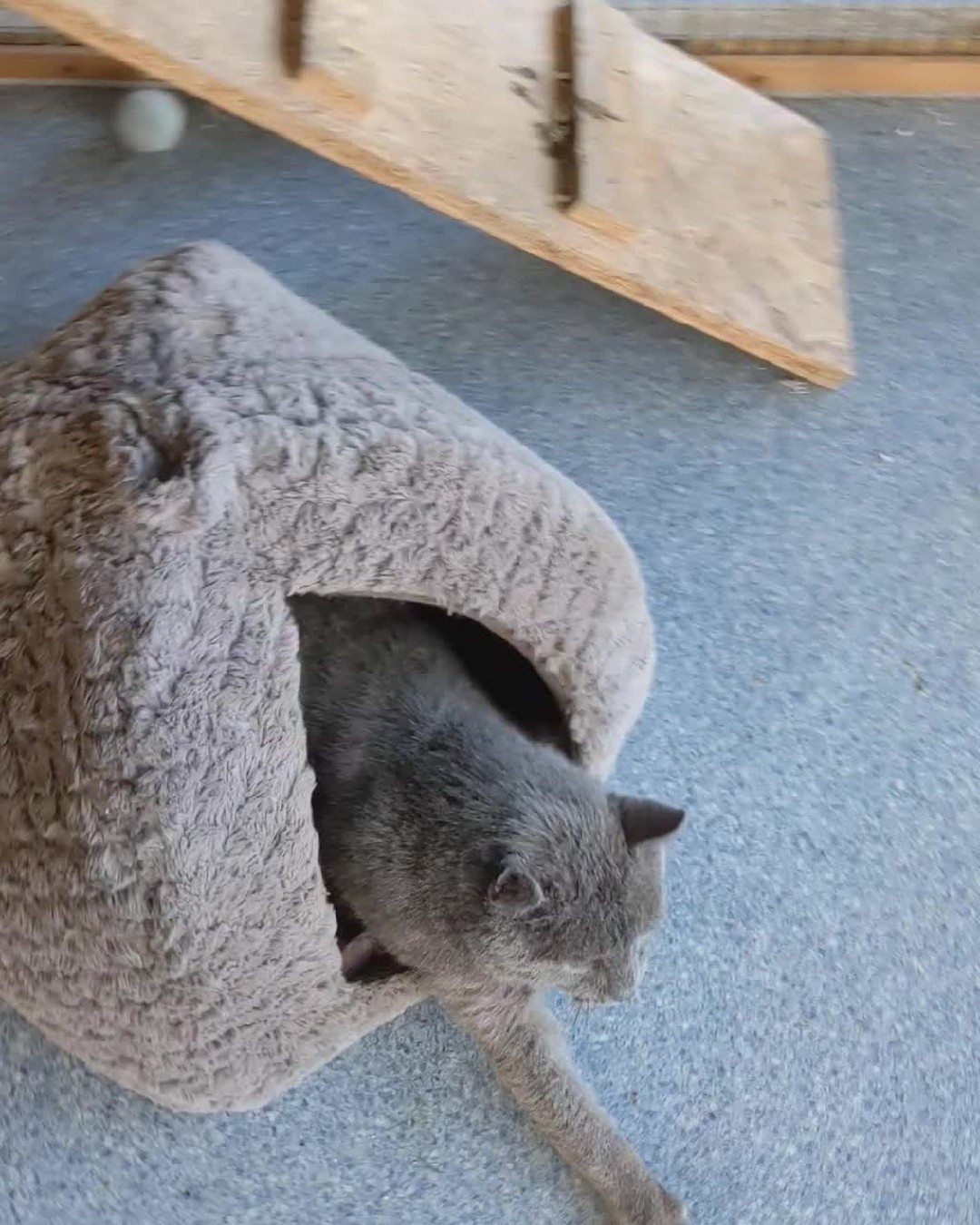 We are totally heartbroken to announce that we lost our beautiful Hudson yesterday.
Hudson and 3 others Willow, Phoenix and Grace were rescued by Louise from Colchester Caring for Our Cats from what can only be described as a hellhole prison , they were kept in absolute squalor and used as money making machines , the scum owners would sell the kittens at the front gate for huge amounts of money living the good life off of these poor cats who only knew fear.
When Hudson arrived here he was so frightened he would shake from head to toe , I would sit with him for hours just talking gently so that he got used to me being around.
Then one day he let me stroke him (video of gaining Hudson's trust )and from there we became best friends, this was the real Hudson , friendly ,cuddly loving his head kisses , and living his life.
His scum owners never saw this side of him because they didn't care , when he got too old to make them money they threw him out on the streets , this is what hurts so much to know that he suffered years of abuse he was at least 13 years old then he finally gets to live a safe loving care free life but it's all too late .
Both Jill and I where with Hudson when he passed away we believe he had a massive stroke , it was out of the blue but we are just so glad we were with him .
It has hit us hard especially after losing little Elsie last week .
The saving grace is that he knew how much he was loved .
And you truly were Hudson sweet dreams my friend xx