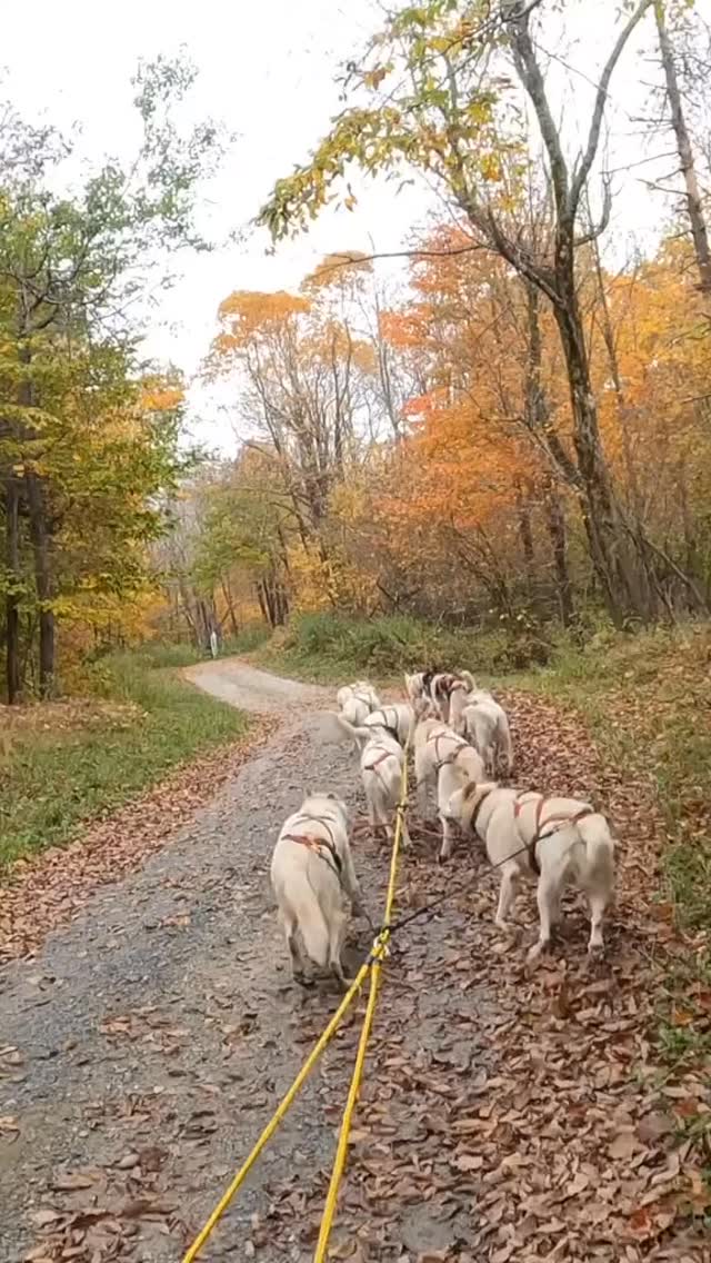 More Reels of the Hilltown Sleddogs in action! Mushing Dryland & Snow… See you at SUMMER SLED DOG CAMPS❤️ #summercamps #dogcamp #sleddogs #sleddogsport
