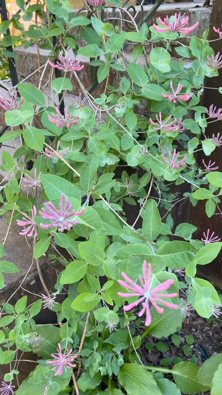 Honeysuckle, schisandra and mulberry oh my ✨🪴💚