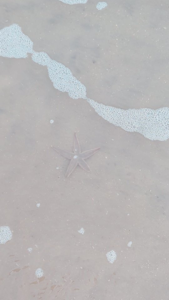 Can you spot the starfish? Love these cuties!
Returning beached starfish to the sea so the gulls didn't get them was a favorite from our trip to Hilton Head last week. Hope everyone is enjoying the warmer weather! (& staying safe in those storms) Luckily, we had a bit of a break in the storms for our trip.
#hiltonhead #hiltonheadisland #beach #starfish #beachlife