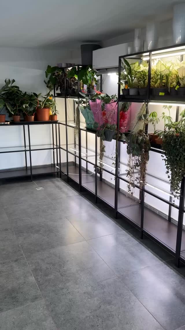 30% ATLAIDE TELPAUGIEM
Tikai šodien jo iepriekš nebijām gatavo tādam pieprasījumam dodu 30% atlaidi visam telpaugu sortimentam.
Pasūtījumus varat veikt AUGI-PLANTS.LV. Nodrošinam pasūtījumu piegādi visā Baltijā ar omnivu.
#telpaugi #istabasaugi #akcija❗️😊