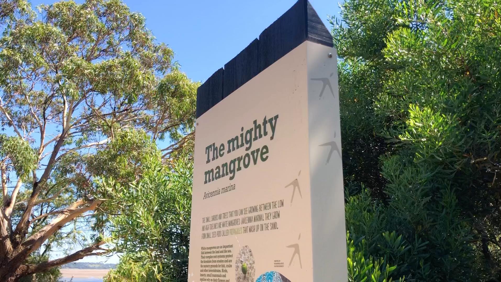 2022 ended on a high with the installation of this recently completed Mangrove awareness sign which was designed for local Landcare and Coastcare groups.
Mangroves are vital to the survival of this fragile intertidal ecosystem, are an excellent carbon storage facility, and provide stabilising protection from storm damage.
This time of year is when mangroves drop their seed - which is unfortunately the busiest time of year for summer tourist use, when seeds can be easily disturbed. Community and visitor information is key to the success of the mangrove seed planting that is occurring right now by local Landcare volunteers at Anderson Inlet.
It’s always a proud moment for me when these projects go in the ground and out of my head and into the world! 😁 A massive thanks to Heather Kennedy @black_possum_designs a Bunurong artist who created the painting featured on this sign.
#redmulletcreative #environmentalgraphicdesign #landcare #coastcare #tarwinlandcare #tarwincoastcare #bunuronglandcouncil #black_possum_designs #heatherkennedy #southgippysigns #southgippslandshirecouncil #mangroves #mangroveecosystem #andersoninlet #delwp