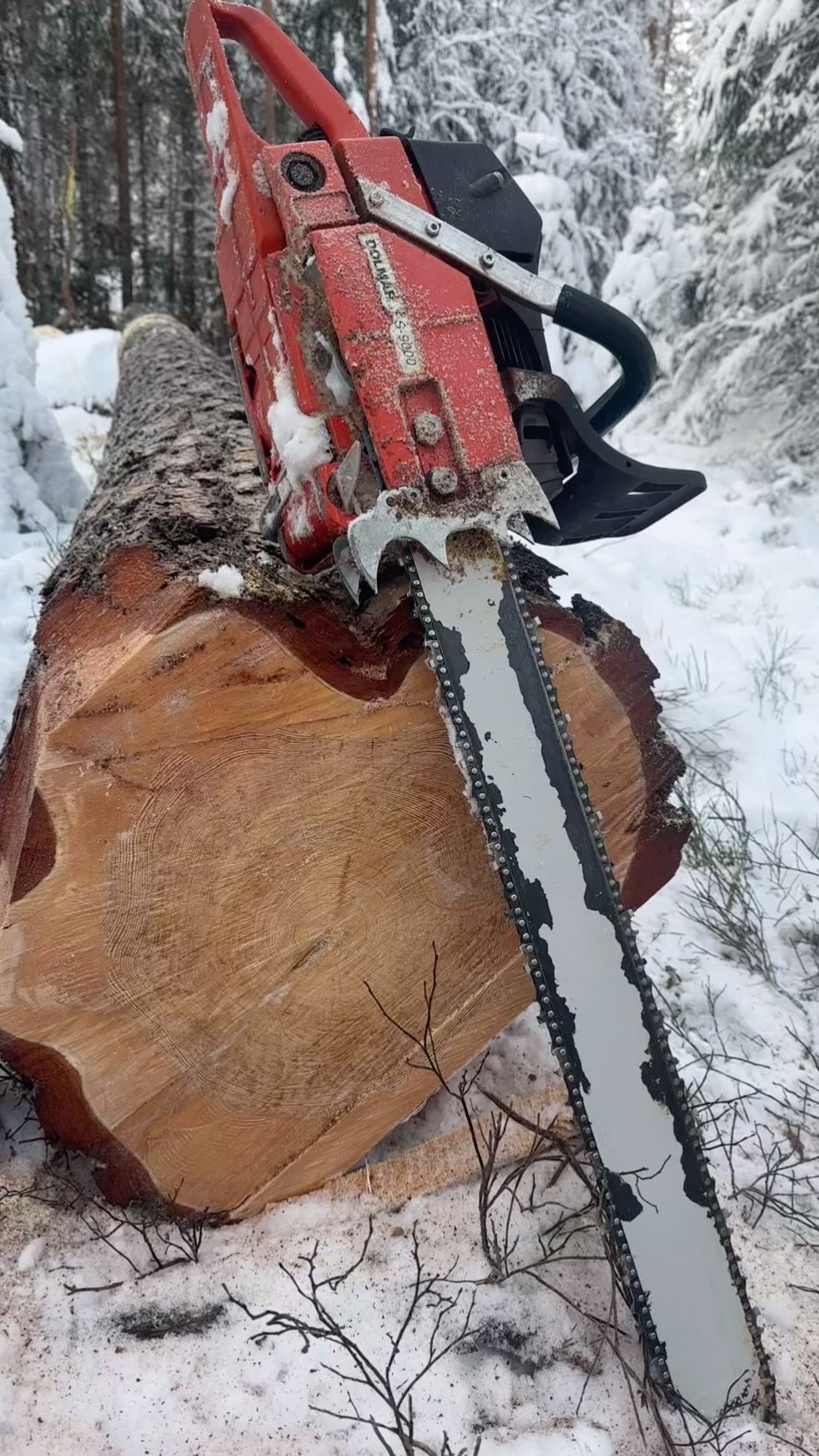 Siste furu felt i år 🕺😀. God jul