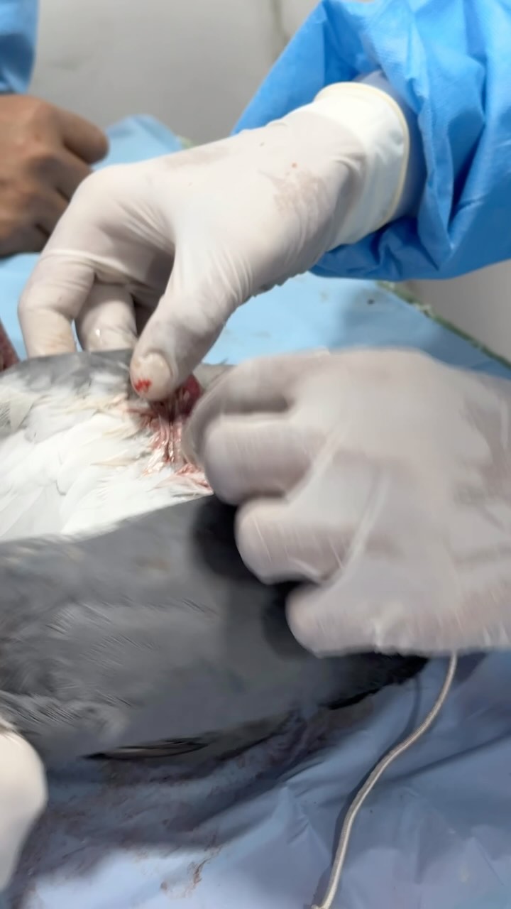 Feathers of hope and healing soar high at the Bird Hospital of Shree Danev Foundation 🕊️ Grateful for the opportunity to serve and salutes to these compassionate volunteers dedicating their time to treat our feathered friends injured during the kite flying festival.
Together, let’s spread love and care for our winged companions.
@shreedanevfoundation
#BirdHospital #ShreeDanevFoundation #WingedWarriors #CompassionateVolunteers #jeevdaya #samvedana
@shreedanevfoundation @namonamahparivar @samvedna_helpline_trust @parevda.group