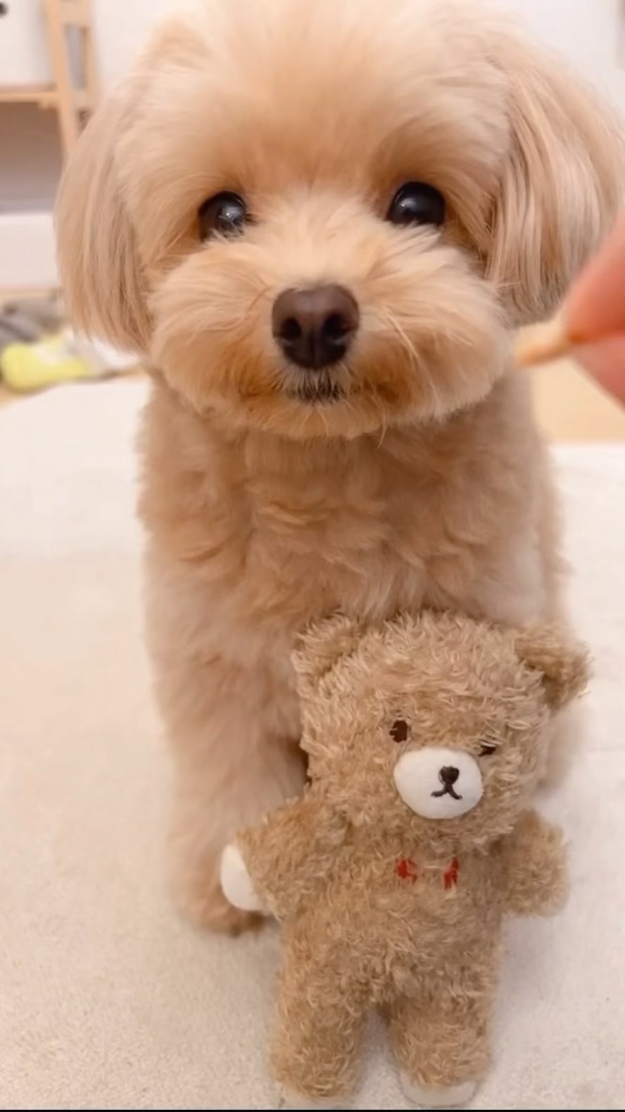 “Happy hump day! Treat your pup to some chill vibes with 15% off your order when you use the code HUMPDAY at checkout. Click the link in our bio to order now.”