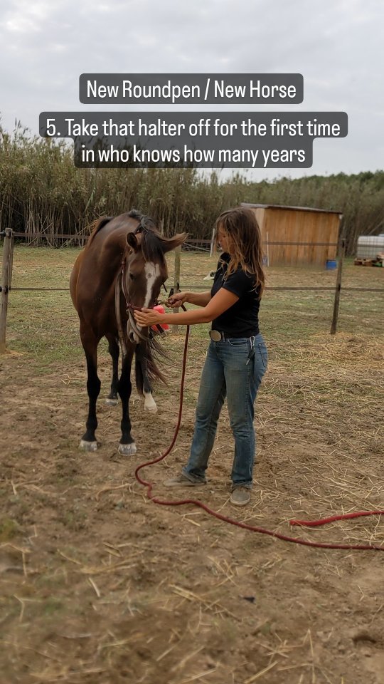 Inteligente - not a Dreamhorse, yet. Inteligente is not my horse but I will train her and she will be for sale whenever she is ready to find her right partner.
I first needed to build a roundpen but now I'm ready for another round of taming. Inteligente is not really wild, but worse because she has a lot of trauma around being caught and touched. Her name fits her well so she has some good strategies to avoid the things that scare her and that she doesn't like. She probably had good reasons to learn those strategies but she will never go to a place again where she would need them.
I will help her to let go of those behavior patterns and make sure that she can feel safe around us humans.
I don't know yet if she will be able to let go of all her fears and patterns because she will remember the bad things that humans did to her for sure but I'm having hope that she will learn to fully trust that a human won't ever harm her again.
I still need a short name for the horses that I'm not sure whether I can ever sell them as a "Dreamhorse" because they don't come as a clean canvas but as horses that get a 2nd chance / new beginning in life because I'm having hope that they will become trusting partners.
Please let me know if anything comes to your mind, otherwise the name might just end up being Hope Horses?