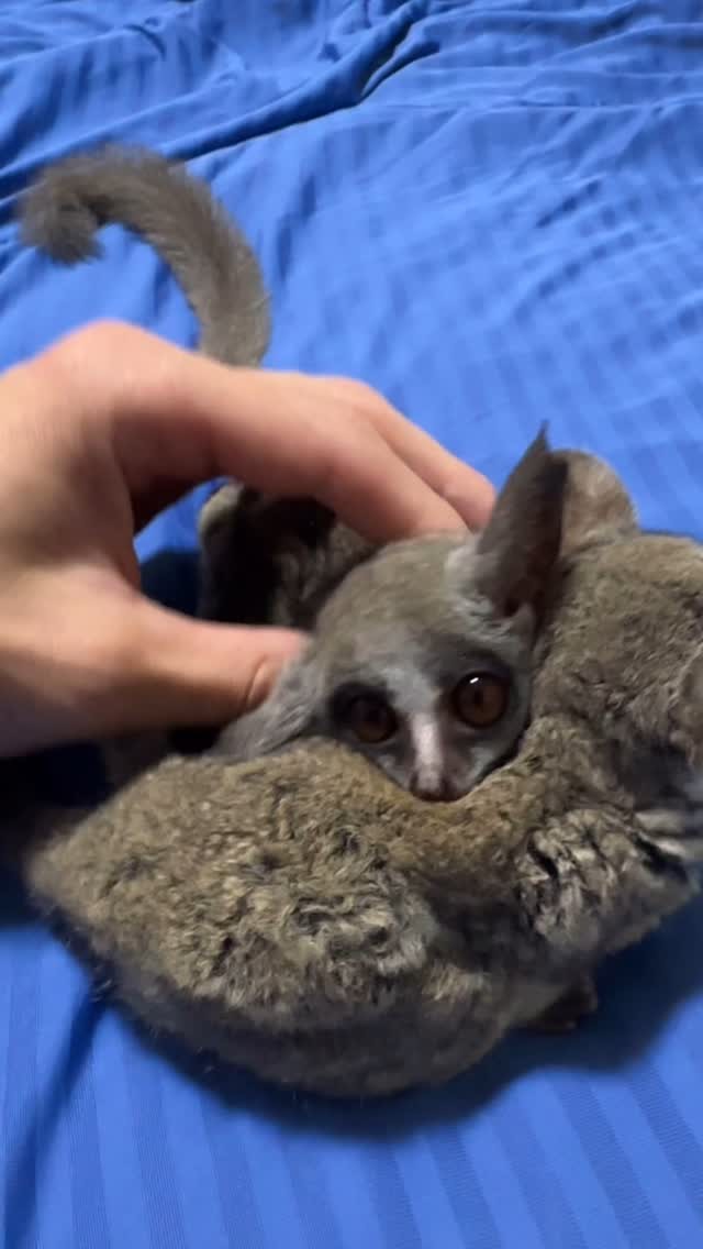 ご興味ある方は🐵スタンプをコメント欄へ‼️
当店にて見学していただき飼育環境のヒアリング後のご契約となります。
領収書発行有り
契約書有り
有資格者
許認可取得済みショップ
店名 お猿の窓口
愛知県北名古屋市
#ショウガラゴブリーダー
#ショウガラゴベビー販売
#ショウガラゴのいる生活
#愛知県下最大級ショウガラゴショップ
#ショウガラゴベビー
#ショウガラゴ
#ショウガラゴ販売
#ピザトルかわいい