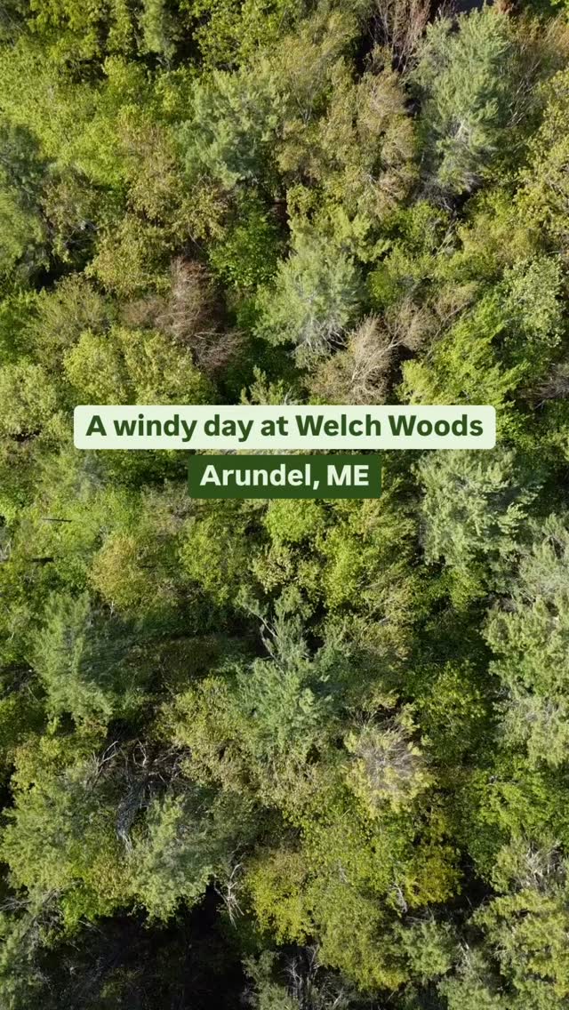 A bird’s eye view of Welch Woods 🌳
#arundelmaine #mainehikes #mainelandtrust