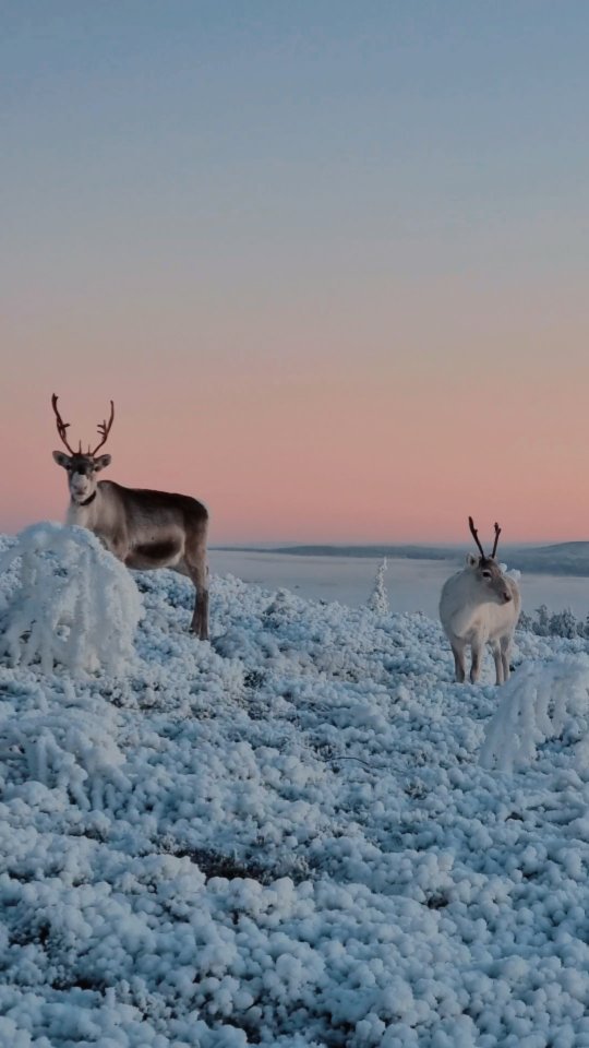 We came here at sunset to wait for the stars, Jupiter and Mars. The sky was clear enough and because of cold it was also dry enough to see the starry sky. This single mom also brought her calf to see the sunset. Together we had some tea and waited for the twilight. First we saw Jupiter and soon Capella, Deneb, Altair and 1000000000 other stars.
These slow and leisured sunset + stargazing tours are my favorites 💛💫
#sunsetporn #stargazing