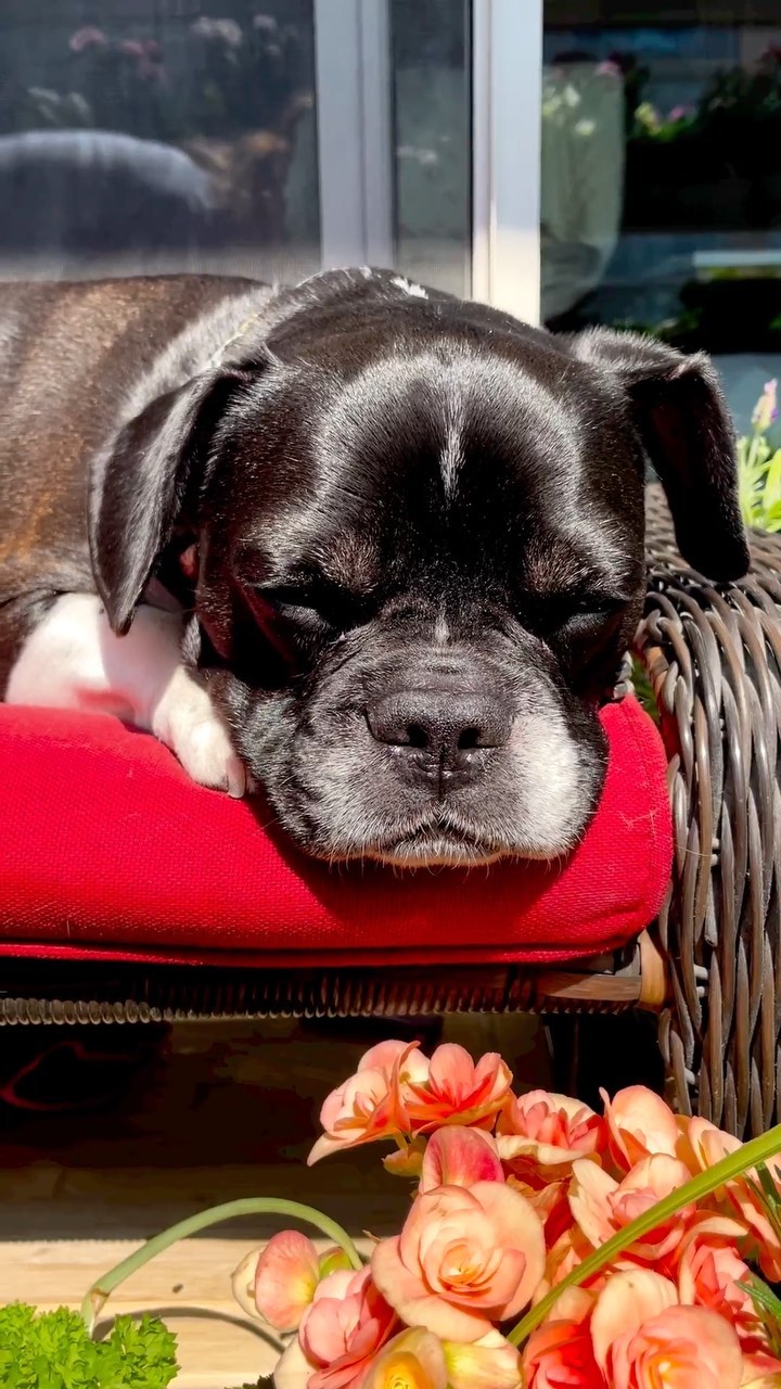 Well it’s just the beginning of June and our balcony garden has taken off! 🌸🪻 It smells devine and my sidekick @sir.douglas_inthe6ix approves! I love that we have fresh herbs for cooking and flowers picking all summer long from our vertical garden! ☀️🌱
.
.
.
.
.
#flowers #garden #gardening #condo #condoliving #gardeninglife #gardenideas #verticalgarden #herbs #healthylifestyle #happyplace #springtime #springvibes #happy #positive #toronto #torontolife #the6ix #balconygarden #balconydecor #balconygardening #balconyideas #balcony #summervibes