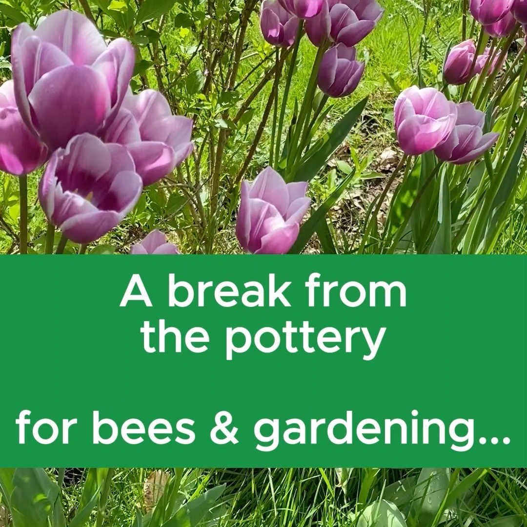 A break from the pottery to introduce a new queen bee to one of the hives 🐝(honeybees, not bumblebees!)