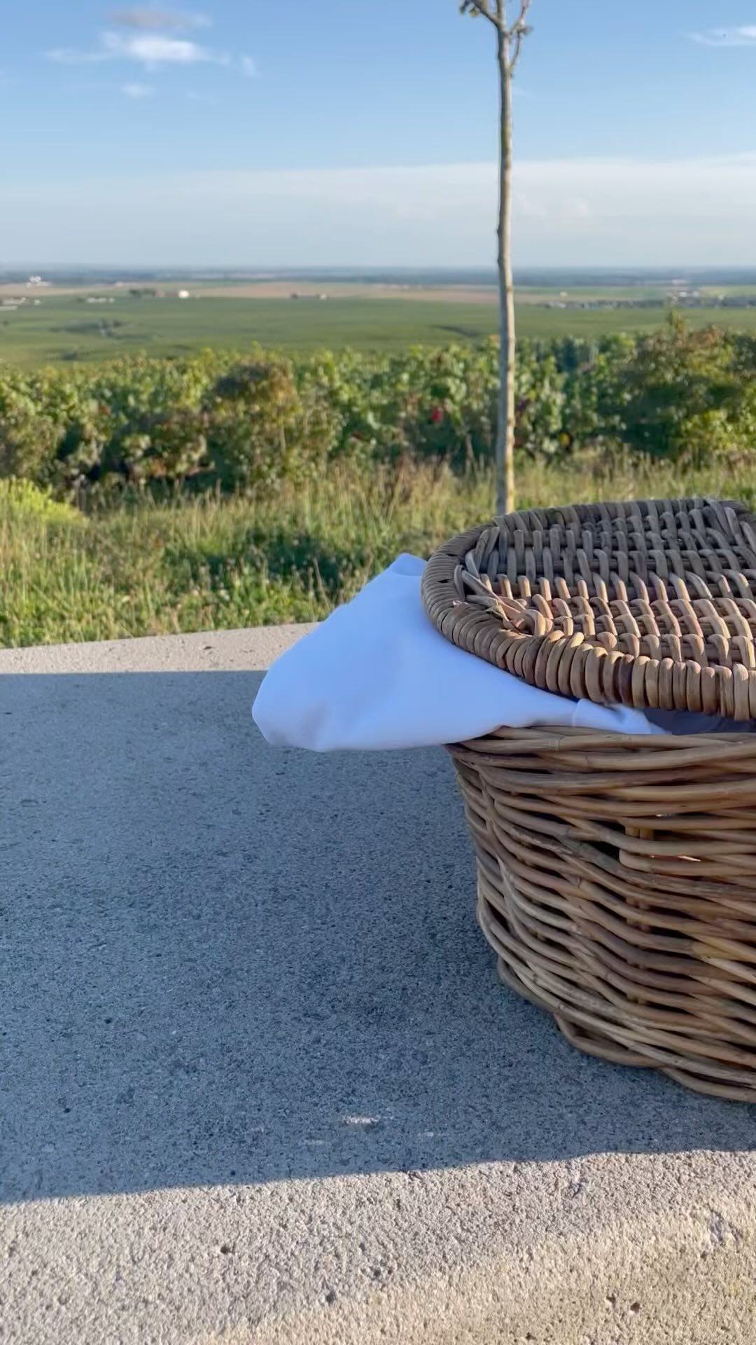 Rien de mieux qu’un pique-nique au milieu des vignes 🍇 #champagne #grandcru #ambonnaygrandcru