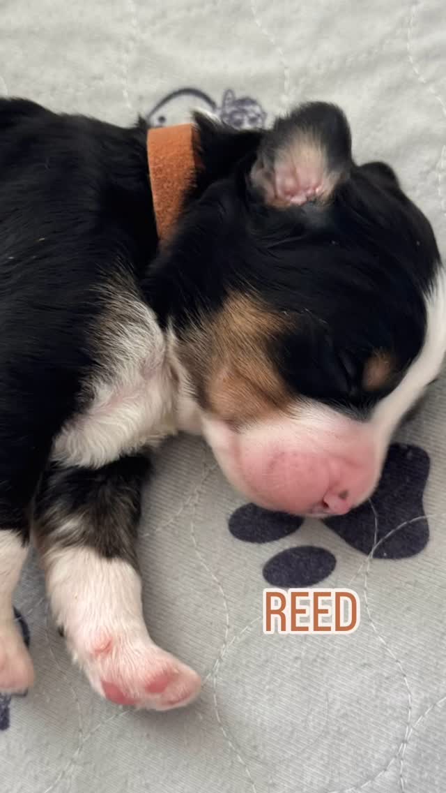 🐾 PUPPY NAME ANNOUNCEMENT TIME!! 🐾
Our newest litter of precious Bernedoodles are about to turn one week old tomorrow and so many of you have been asking, “What are the names?!” And y’all know we love a good theme with every litter. 😍. We usually wait until the two-week mark to take their official headshots and announce names, but so many people asked…so today is the day!!! I busted out the phone and grabbed some informal pics of them napping and here we go! 🤩 We’re thrilled to introduce you to this adorable crew….names and all! 📸🐶
Can you guess this litter’s theme??
#TexasHowdyDoodles #PuppyNameReveal #GuessTheTheme #DoodleBabies #OneWeekOldAndAdorable