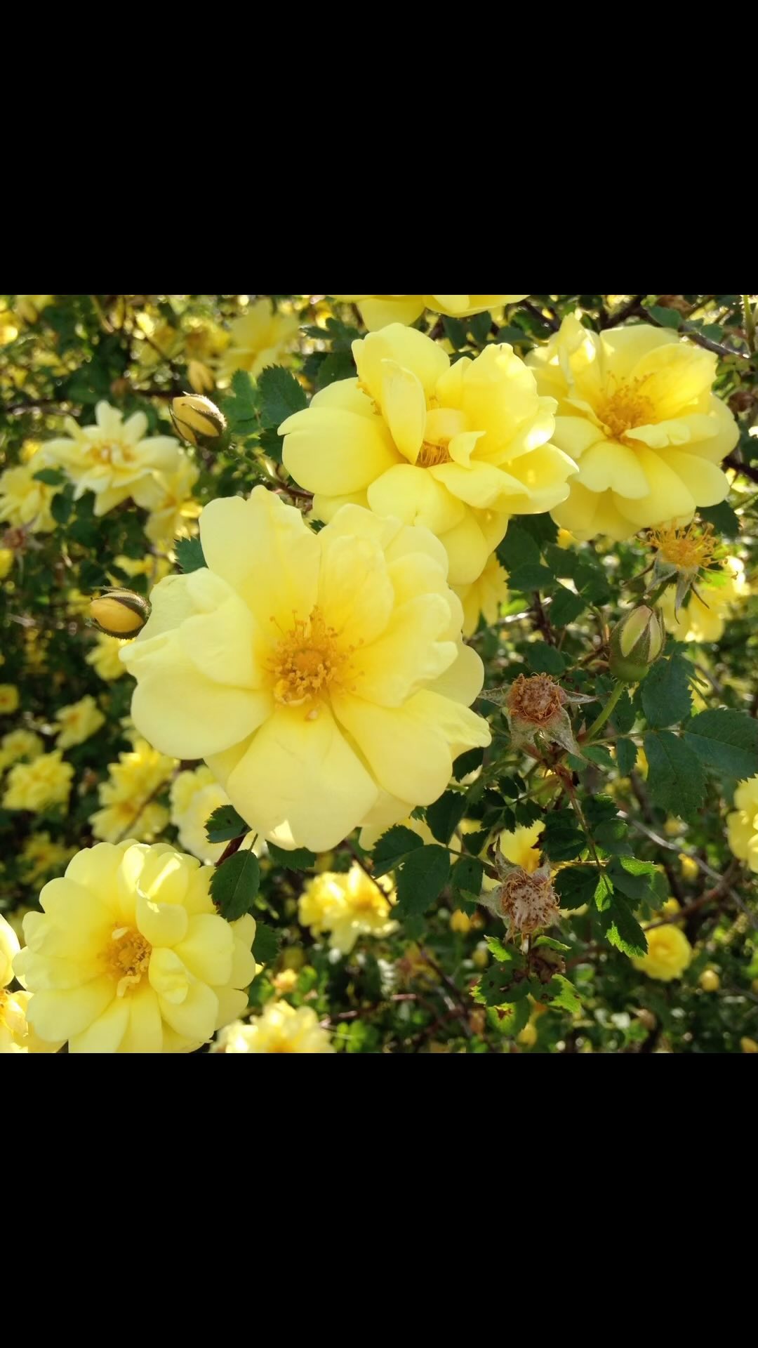 Day 14: National Suicide Prevention Month
…
*DEEP EXHALES* Sometimes we have to let people down so we can have our own backs. What are you holding for someone else that you can release today?
…
My sister was holding so much for so many people. She didn’t allow herself to be held because she was surrounded by people who needed her…it wasn’t safe for her to be vulnerable when she was a lighthouse for so many. So much of her value was placed in helping others that her needs were often overlooked or dismissed even when she started to communicate just how much she was struggling. Her pain was not believed because her strength was so apparent.
…
We need to remember that helpers need help. Supporters need support. Strong people need space to be vulnerable. Safe people require safe people.
…
#kaiaevolutions #alchemyinmotion #embodiedalignment #somaticintegration #safety #intimacy #empowerment #nervoussystemregulation #embodimentpractices #trustyourself #forsister #suicidepreventionmonth #suicideawarness #siblingsloss #sisterloss #sisterlove #grief #afsp #afspnyc #believethem #endthestigma #posttraumaticgrowth #legacy #purelittlesistertransforming