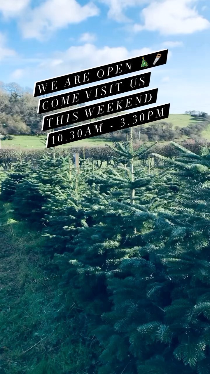 🎄 WE ARE OPEN 🎄WHAT A DAY TO COME AND CHOOSE YOUR PERFECT TREE ☀️💫
📆 We still have slots available for this weekend book online at durhamchristmastrees.co.uk
🥾 Whilst the weather is looking dry all weekend please remember to wear wellies / sturdy boots when visiting our plantation
🌟 TREE PRODUCTS / SERVICES 2022 🌟
🎄PICK YOUR OWN plantation - Norway Spruce and Nordmann Fir available
🎄FRESHLY CUT Nordmann Fir 5ft - 12ft, POT GROWN Nordmann Fir up to 6ft & Christmas Tree stands will be for sale
☕️ Refreshments are available
🎄CLICK AND COLLECT - message us with your requirements and we can choose the perfect tree for you
🎄DELIVERIES - starting from £5
🐶 Dogs are welcome on a lead
#outdooractivities #locallysourced #freshlycut #pickyourown #PYO #durham #christmastrees #northeast #durhamchristmastrees #heughhallfarm #smallbusiness #christmasiscoming #nordmann #fir #norway #spruce